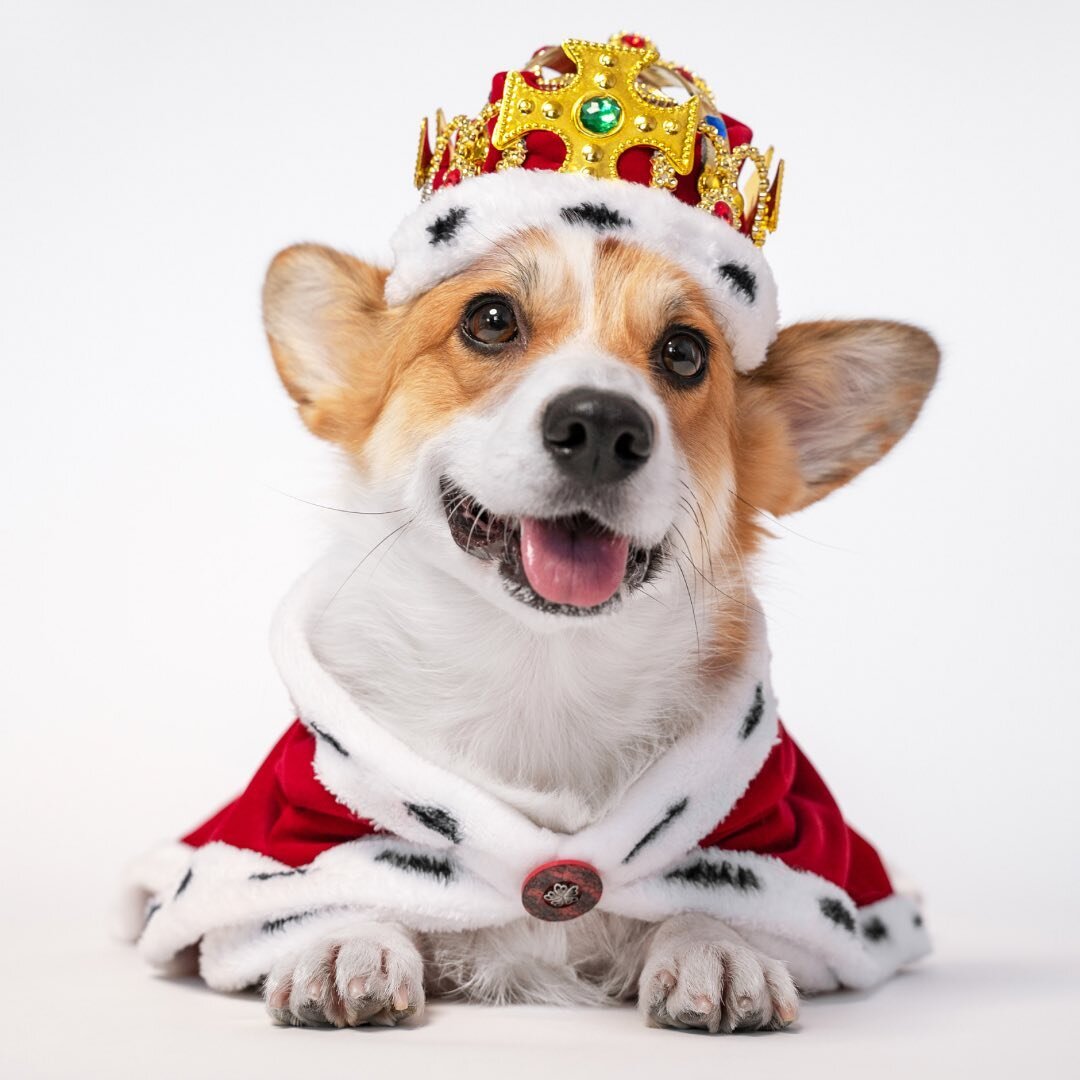 Dogs have always been a part of royal celebrations, including coronation ceremonies! 🐶👑
Back in medieval times, it was customary for dogs to be served a feast alongside their human counterparts during coronations and other important events. 🍲🍗
In