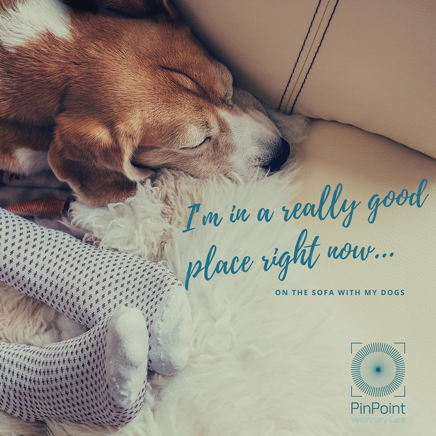 A wet bank holiday Monday may not be what we ordered, but we can still make the most of it with Integrative Veterinary Care! ☔💚🐾
Rainy days can be tough for pets and their owners, especially those with conditions that can worsen due to stress or en