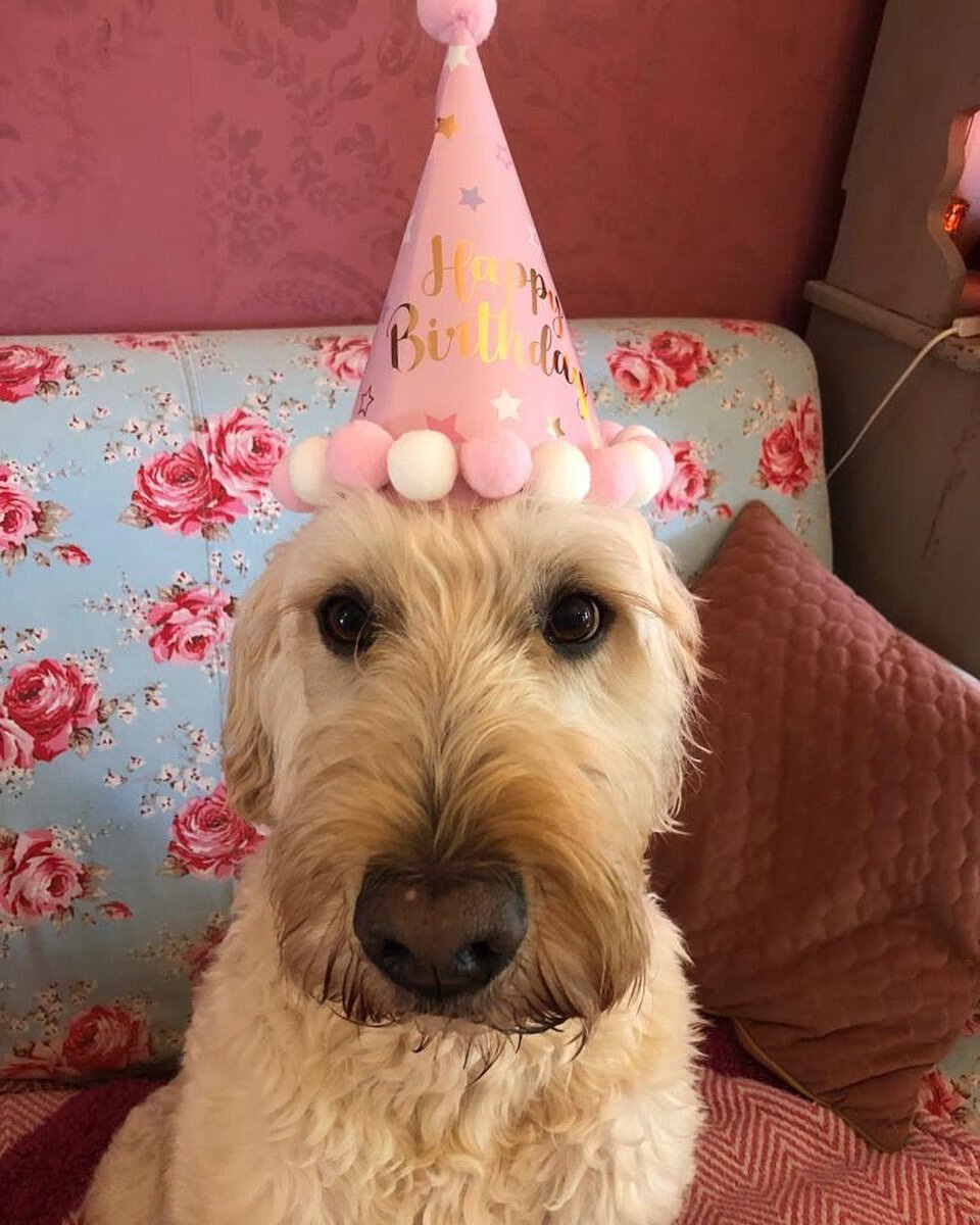 Happy 7th Birthday to our dear patient and friend, Teddy! 🐾🥳

As an integrative vet, I've had the pleasure of treating Teddy, who is not only a valued patient but also the beloved dog of Ruby. Teddy is a sweet and charming dog (unless his anal glan