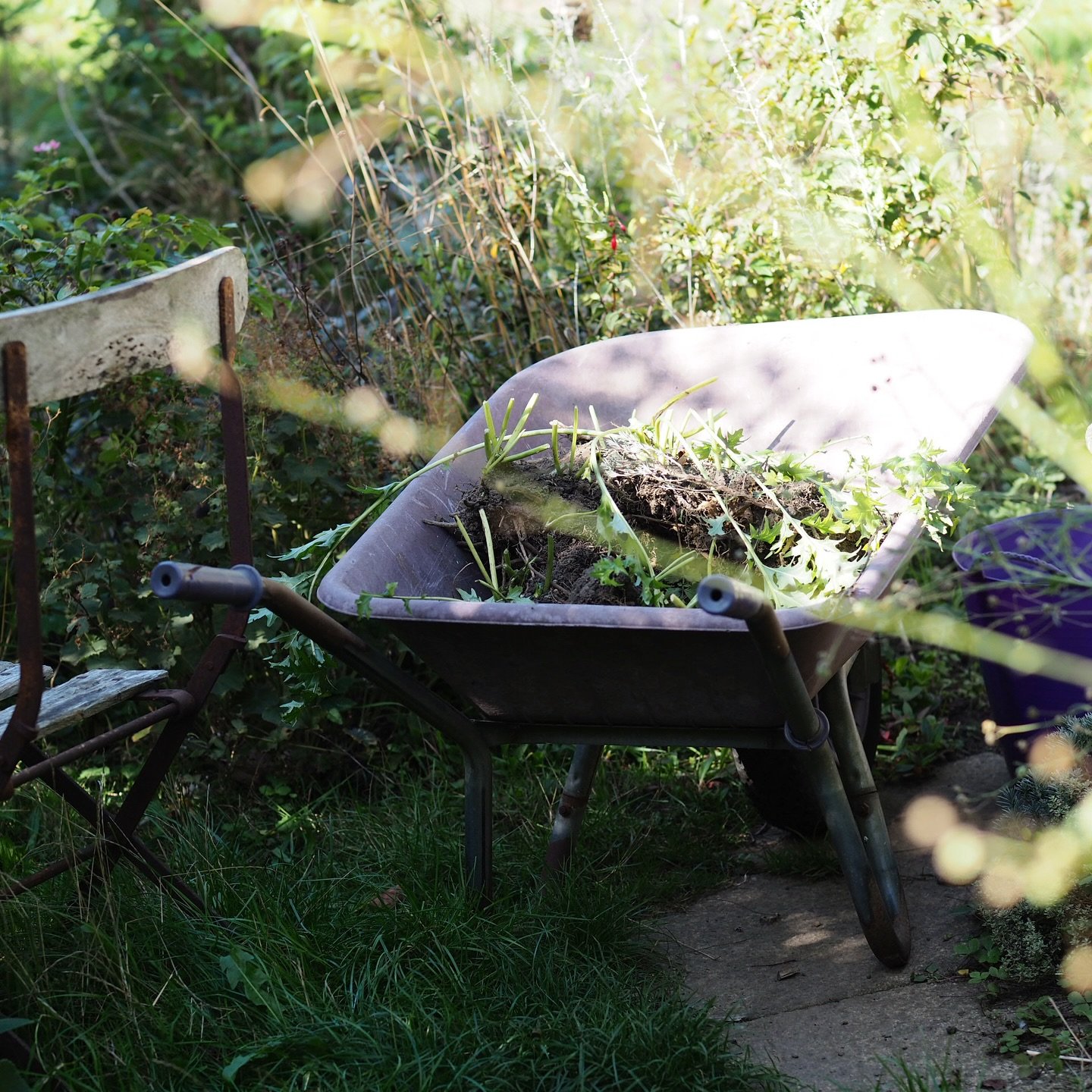 A bright and definitive start to autumn today. I marked the occasion by digging up the acanthus that&rsquo;s been sitting in the same spot for about twenty years, only bothering to flower on three occasions. I think I&rsquo;ve been more than patient 