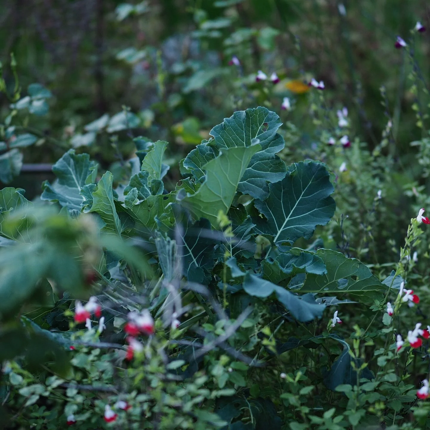 Ooh, it's frosty out there this morning. And no, I haven't been out with my camera yet. Have to do grown up things like make breakfast and defrost the car. (Oh, and post to the gram!) 

Also, I unwisely gave myself a haircut at the weekend and now my