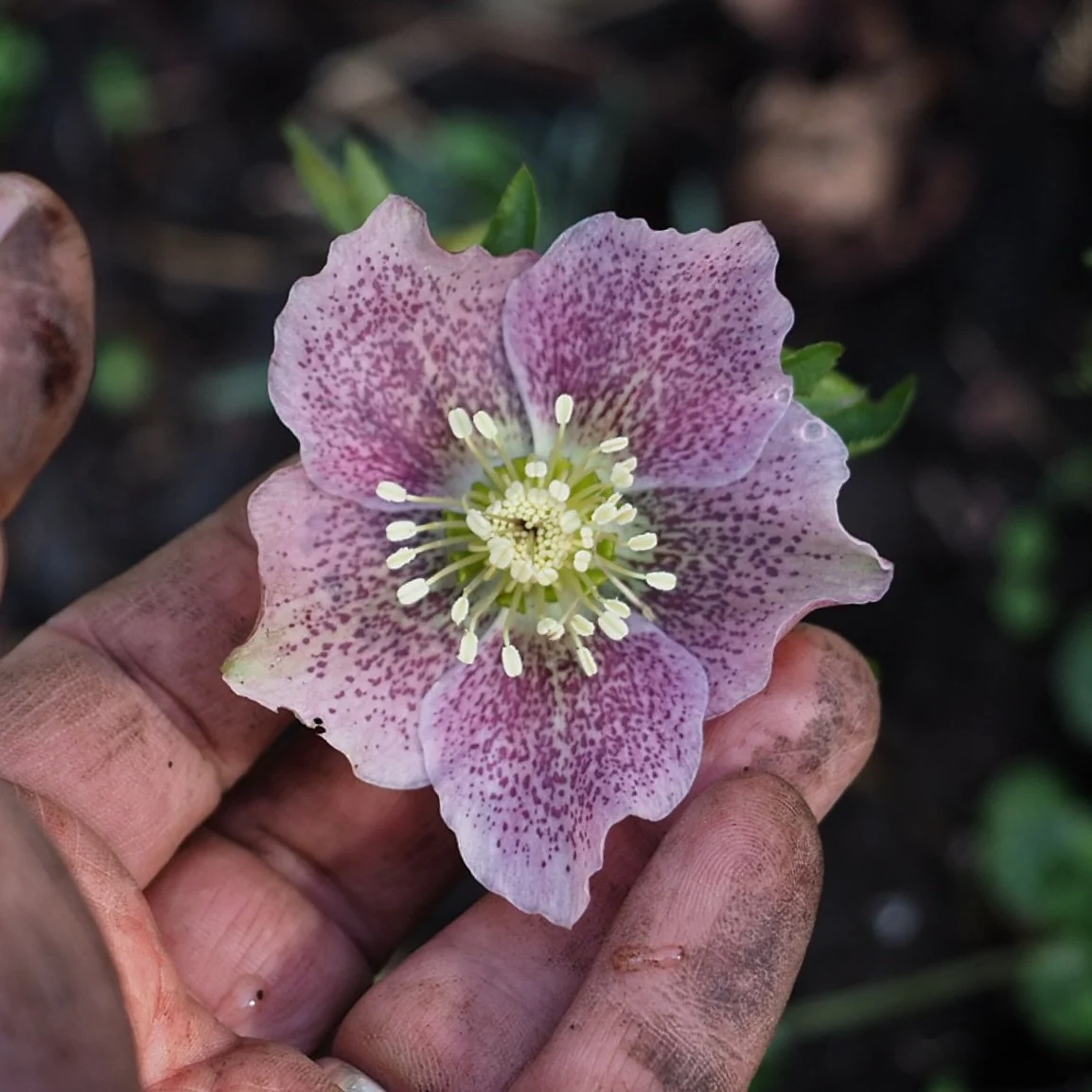 It's that time of year when, longing for excitement and beauty in the garden after weeks of gloom, we start peering at the details, lifting up the nodding heads of hellebores to be rewarded with this kind of fabulousness. Honestly, I could peer at he