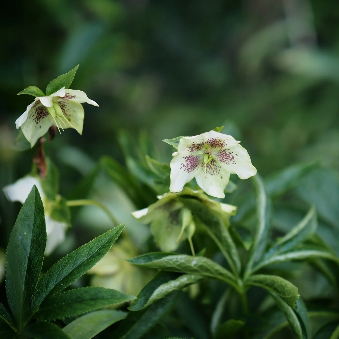 Oh, so now you're looking up?!

Nothing will convince me there's a better garden plant than a hellebore, but they are contrary things. Making us scrabble about on the muddy ground through winter and the earliest days of spring, just to catch a glimps