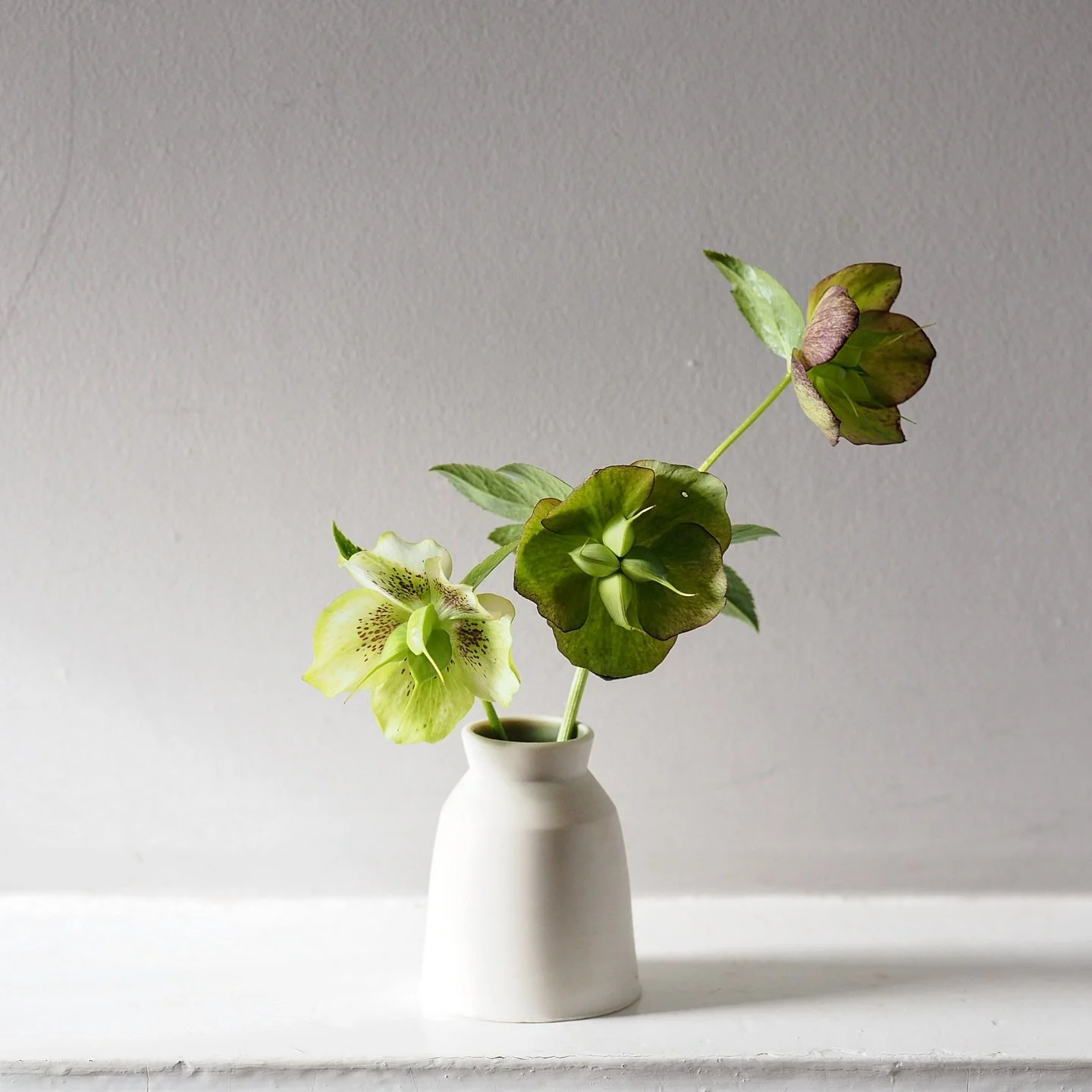 Almost half way through April, and you better believe the hellebores are still creating a spectacle in the garden. Now pregnant with seed, they've taken on a different air &ndash; a little less showy, maybe more purposeful. Also, distinctly more gree