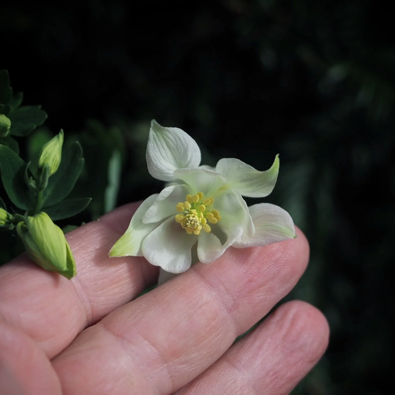 Here come the aquilegias! They've been looking quite fabulous in leaf this past week or so, but the flowers are just beginning to pop, brightening the shadier spots of the garden. 

Uncharacteristically bright light and deep shade for the end of Apri