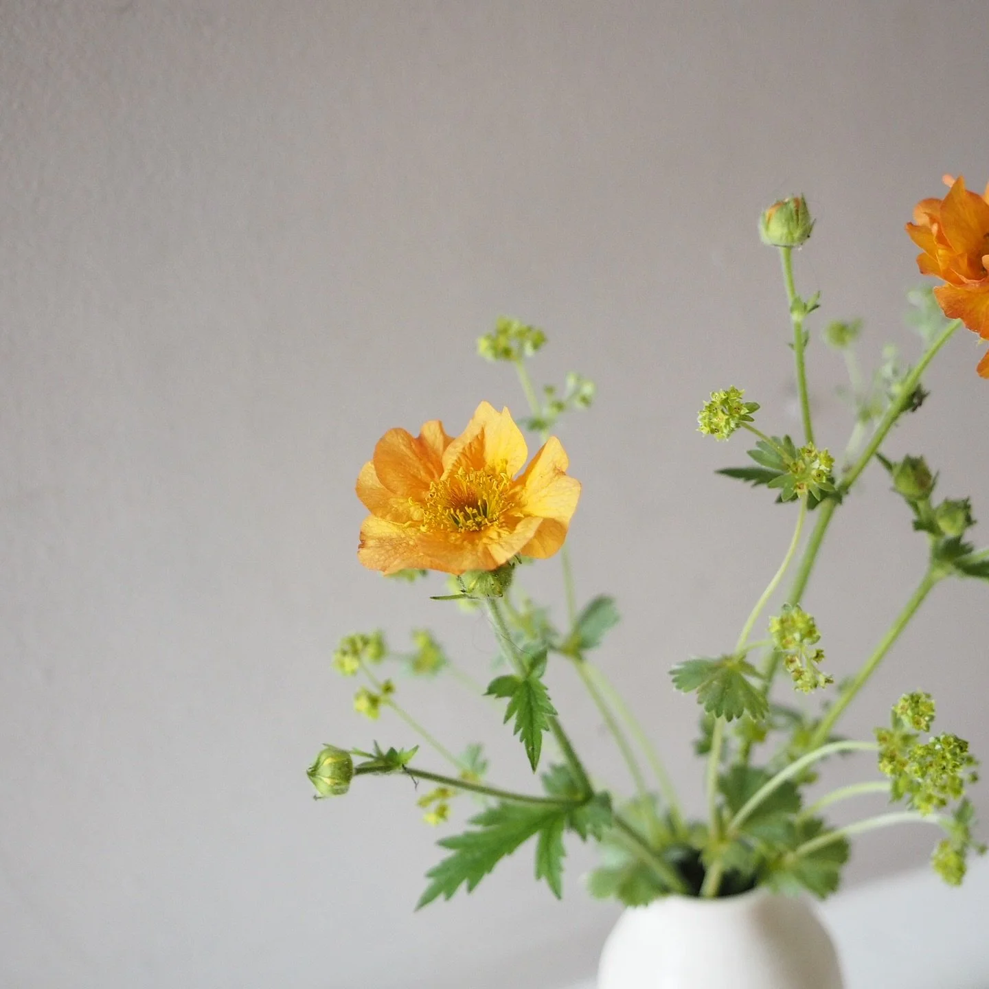 The quickest of vase bungs, Geum &lsquo;Totally Tangerine&rsquo; and Alchemilla erythropoda (dwarf lady&rsquo;s mantle), cheering up another fiendishly chilly May day. 

Porcelain milk churn vase by @eb_ceramics 🤍

#bungedinavase
