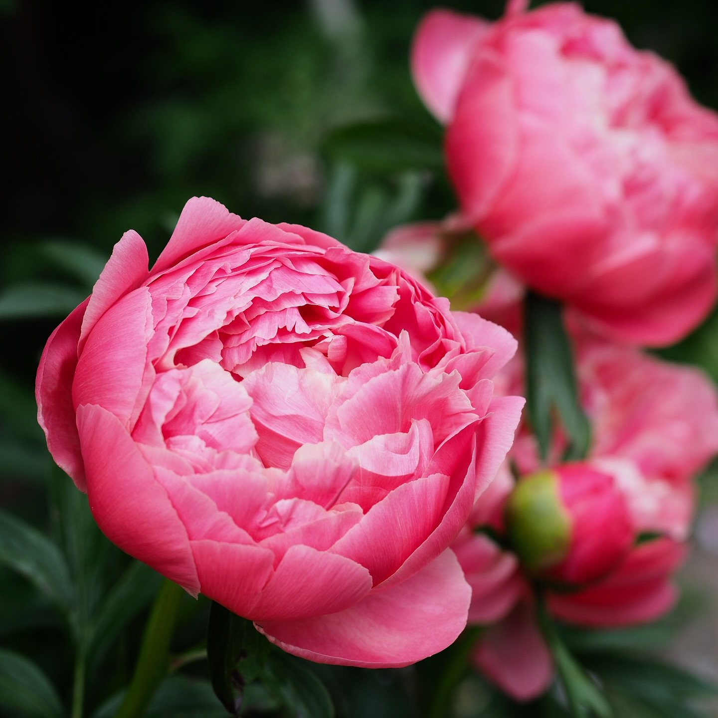 Well, I&rsquo;m not sure where the sun&rsquo;s gone, but one advantage of the grey skies is that the peonies will last a little longer. Coral Charm is having its best year yet here, still very much in the pink, pal apricot and cream to come in a week