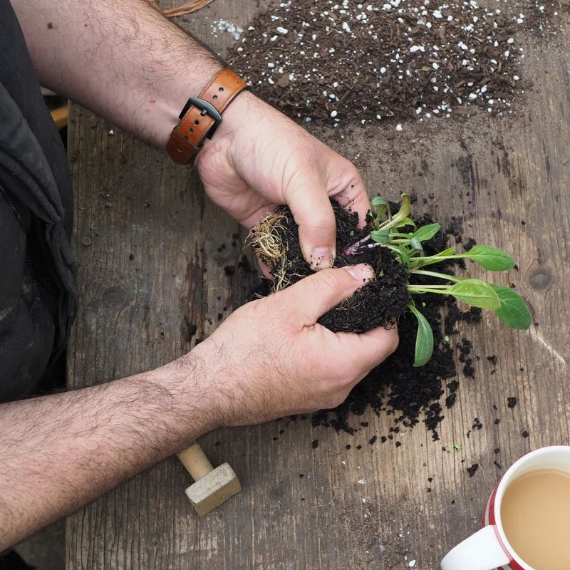 Person planting a small green seedling in soil on a wooden surface.