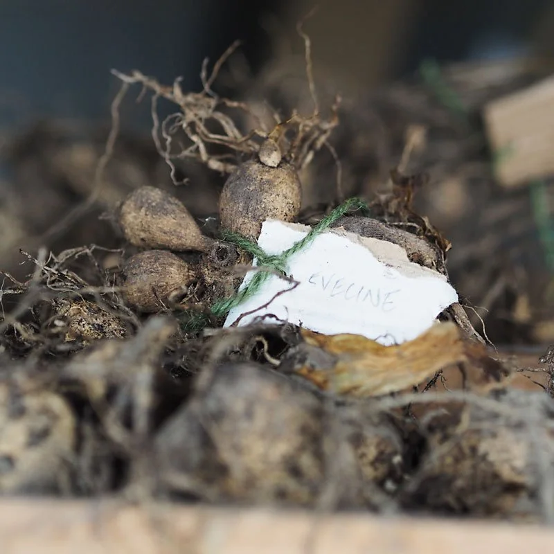A bundle of dahlia tubers with a handwritten note that says 'Eveline' tied around them with green string.