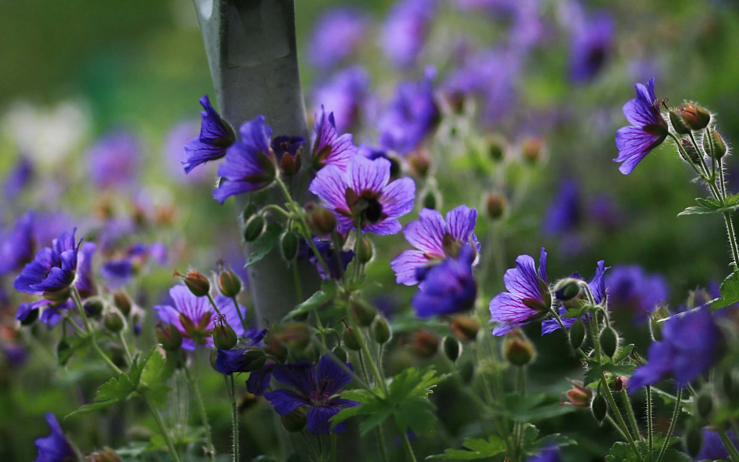Close-up of purple and violet flowers with green foliage in the background.