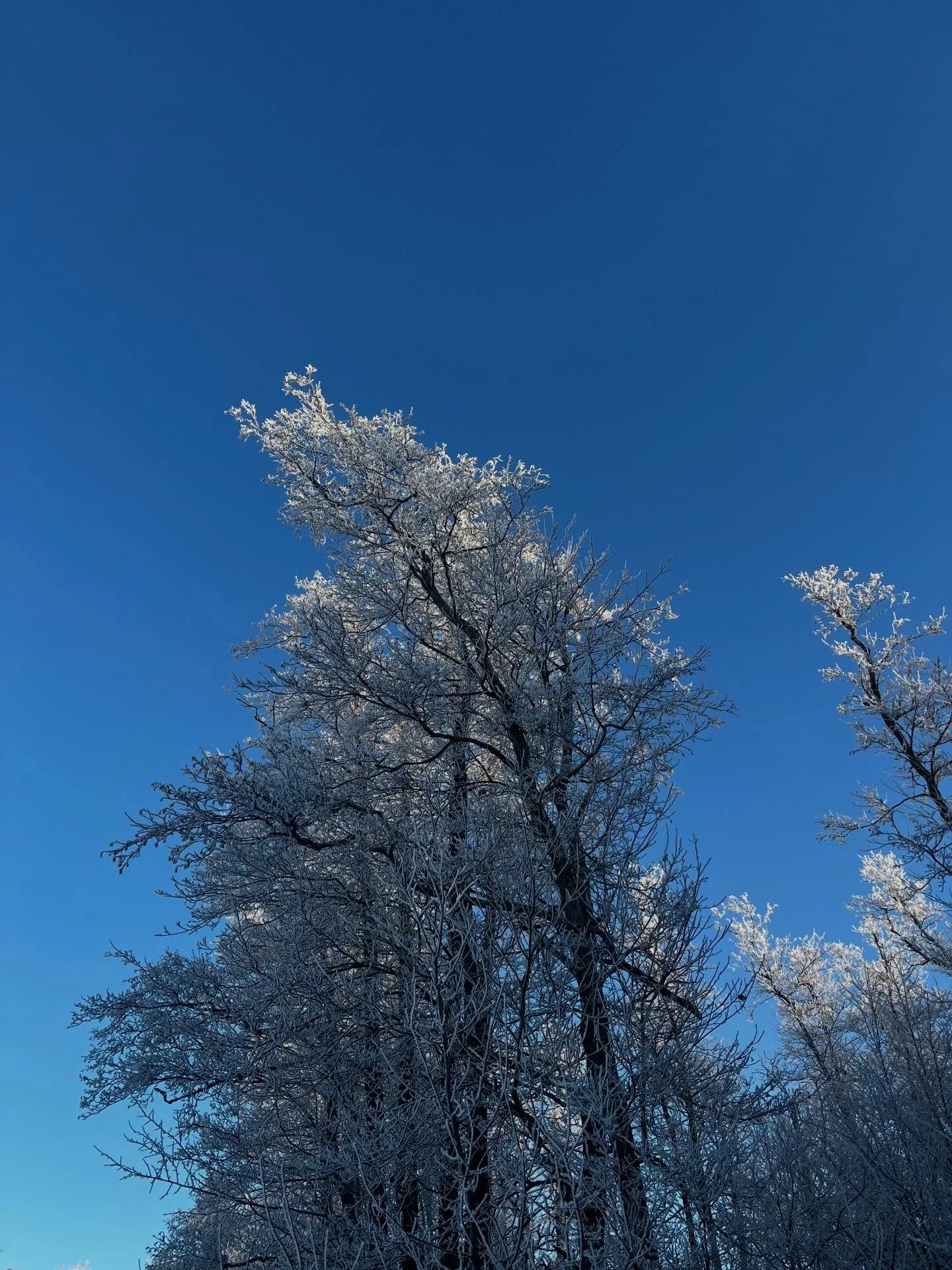 Idag tror jag mamma natur &ouml;vertr&auml;ffade sig sj&auml;lv 😮! En ljuvligt vacker promenad idag 🙏🏻🤍❄️☀️ 
#natureheals
#mothernature❤️ 
#ums
#utmattningssyndrom 
#snartdiplomeradutmattningscoach