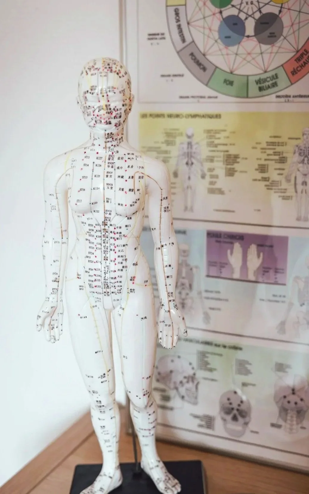 Mannequin de medecine traditionnelle chinoise representant les meridiens d'acupuncture et les points d'acupuncture. EN fond, un tableau descriptif du touch for health.