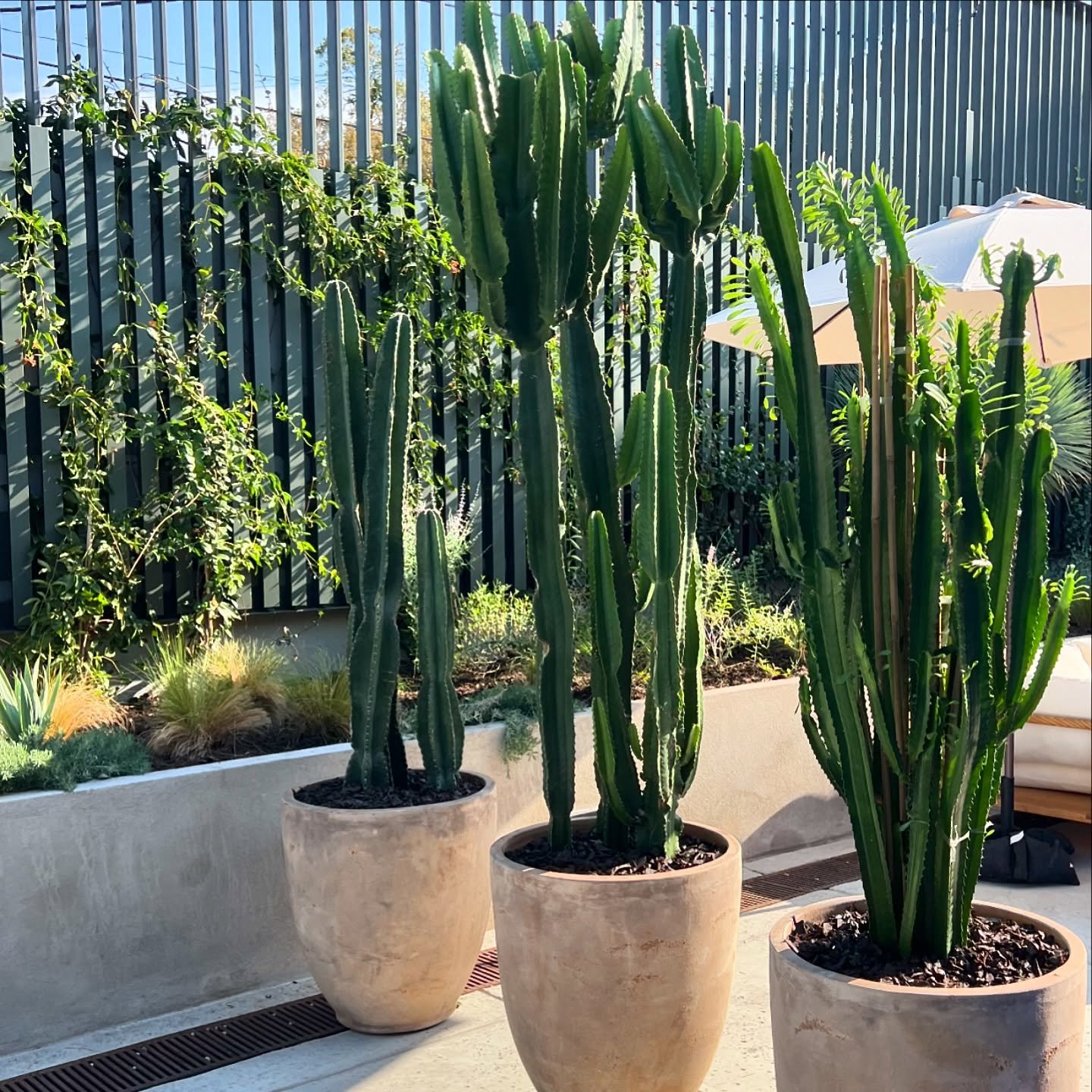 BBC F1 Chequered Flag Podcast 
Episode: US Grand Prix Preview

https://www.bbc.co.uk/programmes/p0jyk8kr

#f1 #bbc #austin #tx #autx #podcast #thrivingbotanicals #plantrentals #plants #cacti #agave #assemblyhall #formulaone #texas