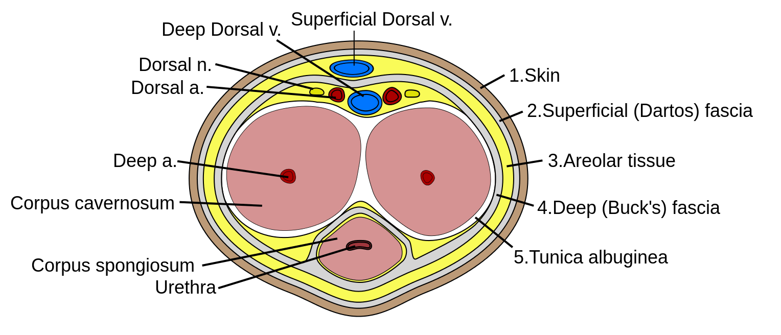 penis anatomy cross section