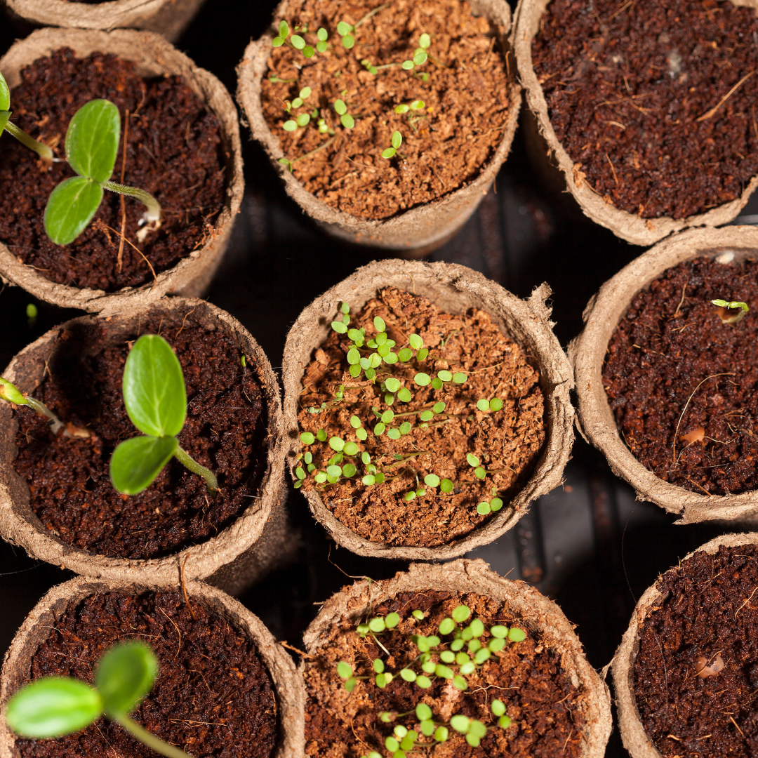 Seed Swap at Switchback