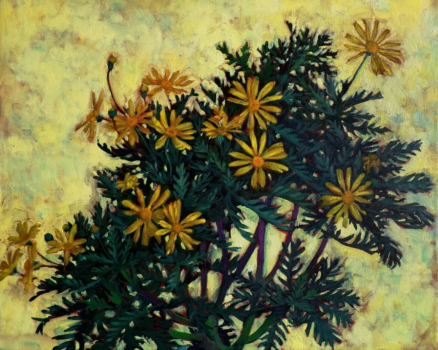 &quot;Euryops&quot;
Status: available for 25,000 baht/ 670 euros

Oil on canvas 
54&times;45cm
31 January 2024

#floral #flowerspainting #oilpainting #botanicalart #MimHaus #impressionism #flowers