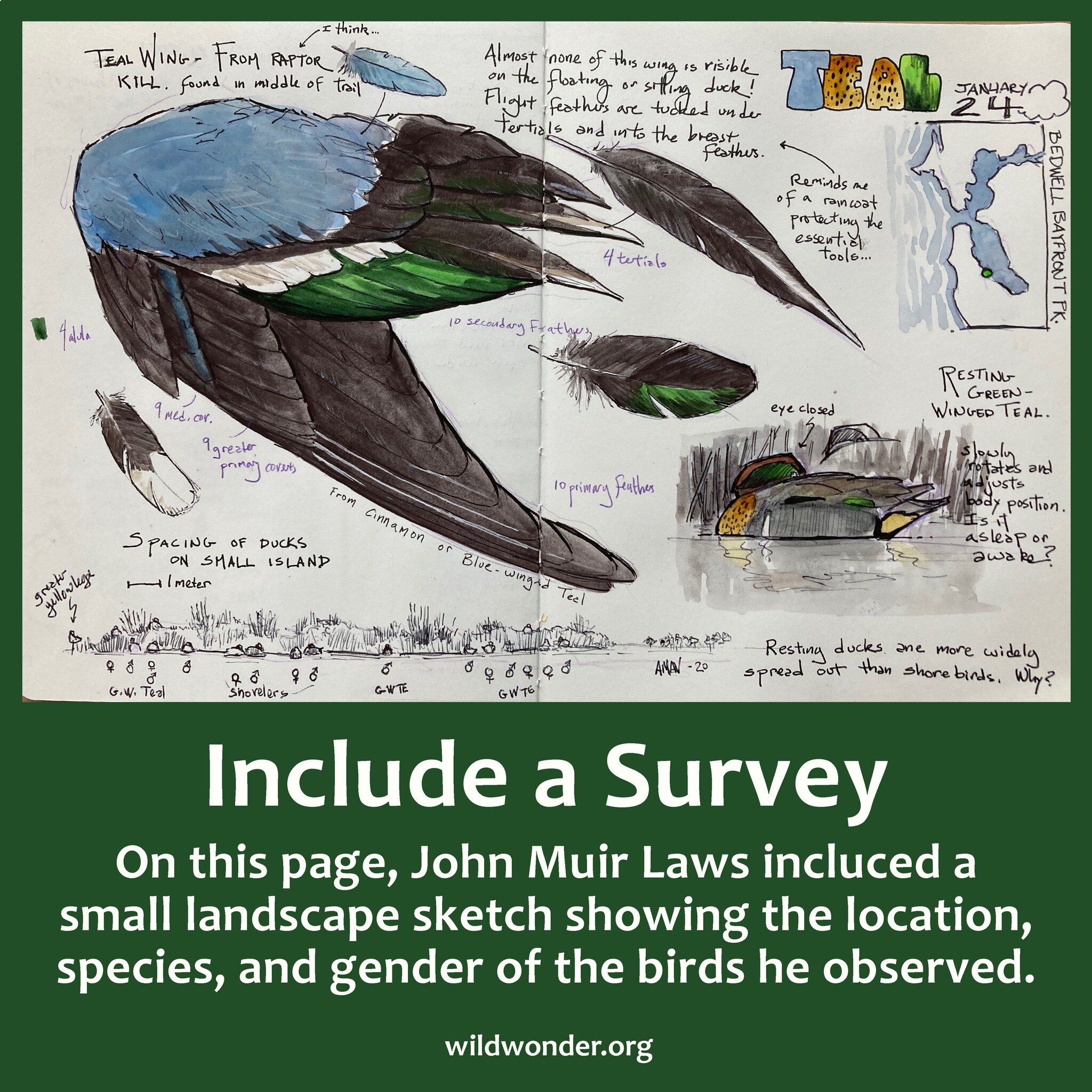 Include a Survey: On this page, John Muir Laws @johnmuirlaws included a small landscape sketch showing the location, species, and gender of the birds he observed. 

A nature journal page is a place for you to document all of your observations, though