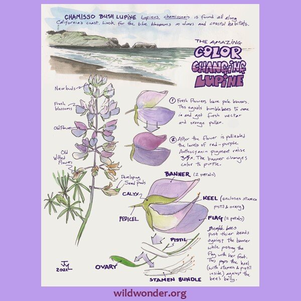 Here's a closer look at this page by @johnmuirlaws exploring color changes in lupine flowers, which he created for Bay Nature Magazine.

To even notice a color change like this, we first need to slow down and pay attention. Documenting this observati