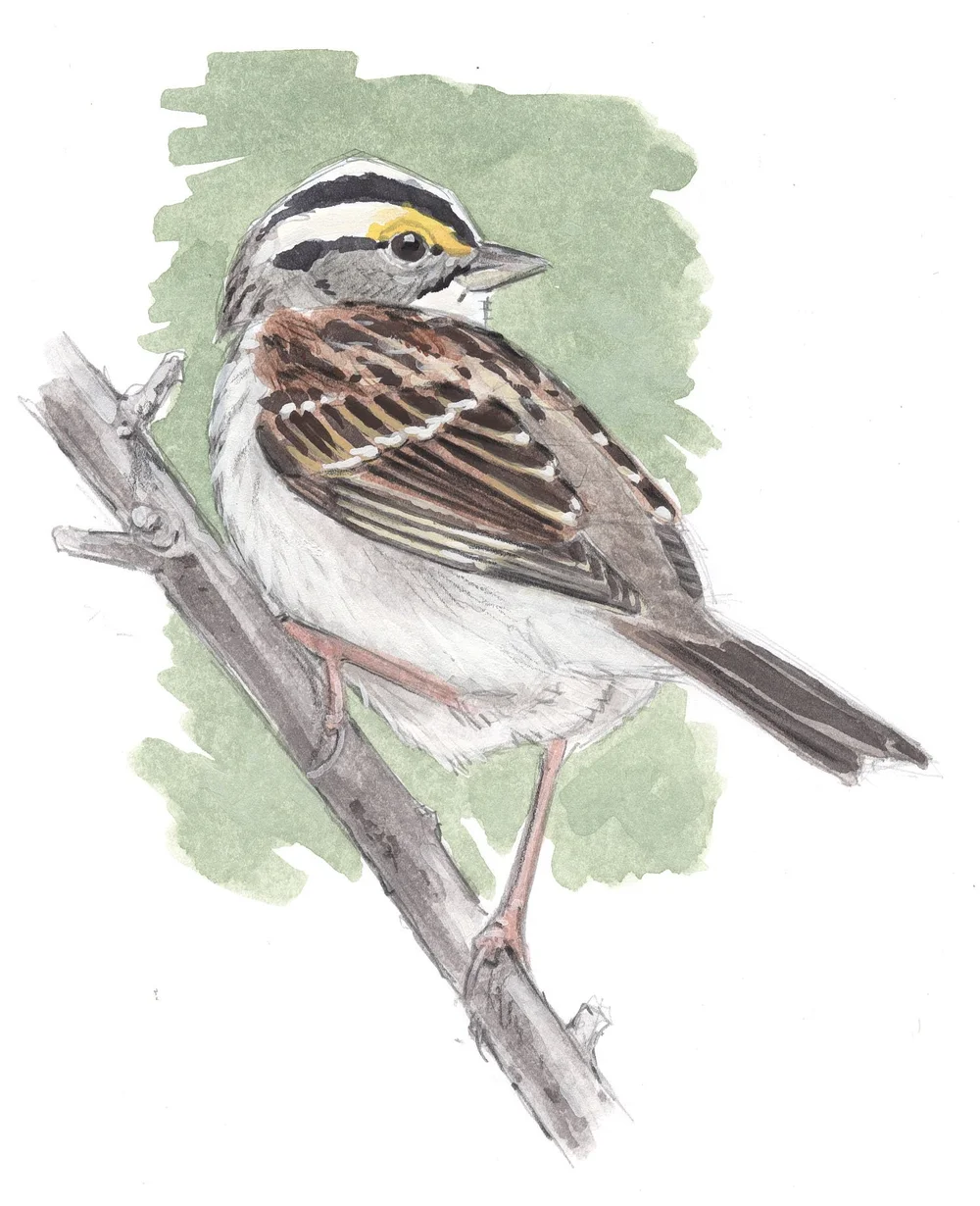 Learn to Draw Insects with John Muir Laws — Wild Wonder Foundation