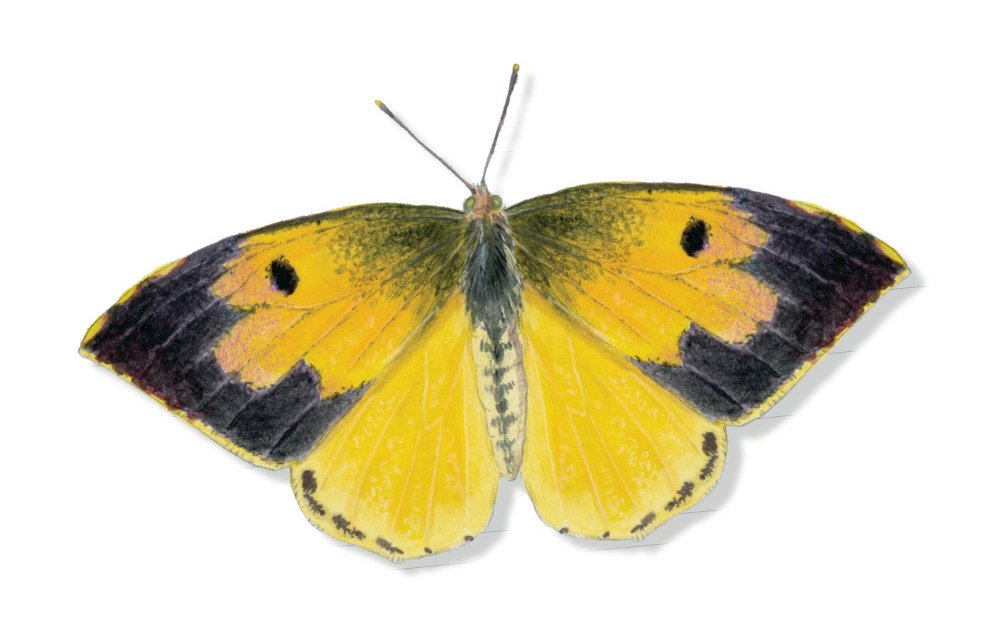 Learn to Draw Insects_v1_Page_2_Image_0002.jpg