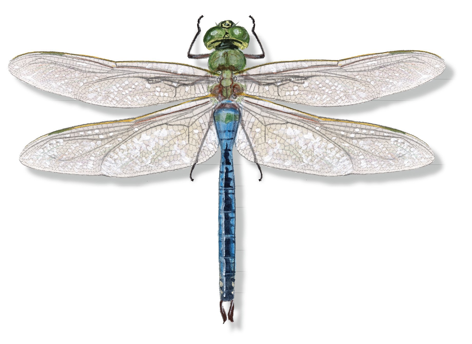 Learn to Draw Insects_v1_Page_4_Image_0003.jpg