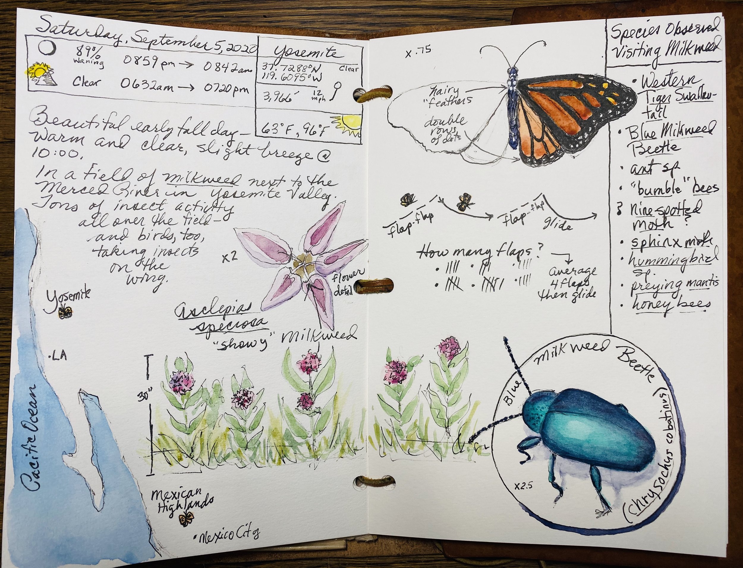 What Is Nature Journaling Wild Wonder Foundation what-is-nature-journaling-wild-wonder-foundation