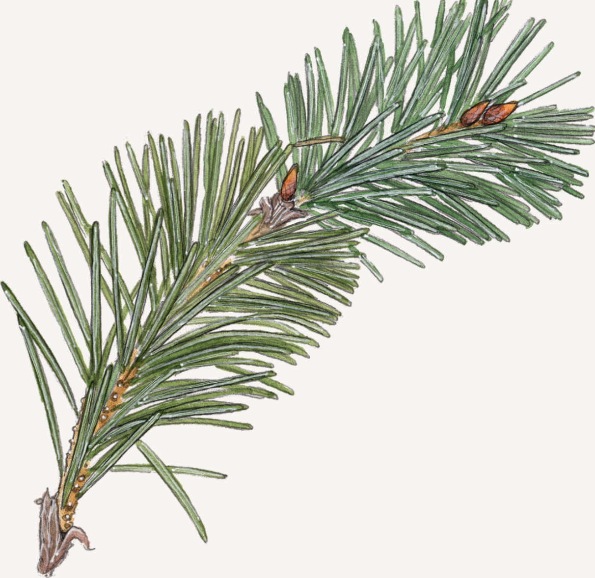 fir-bough-JML.png