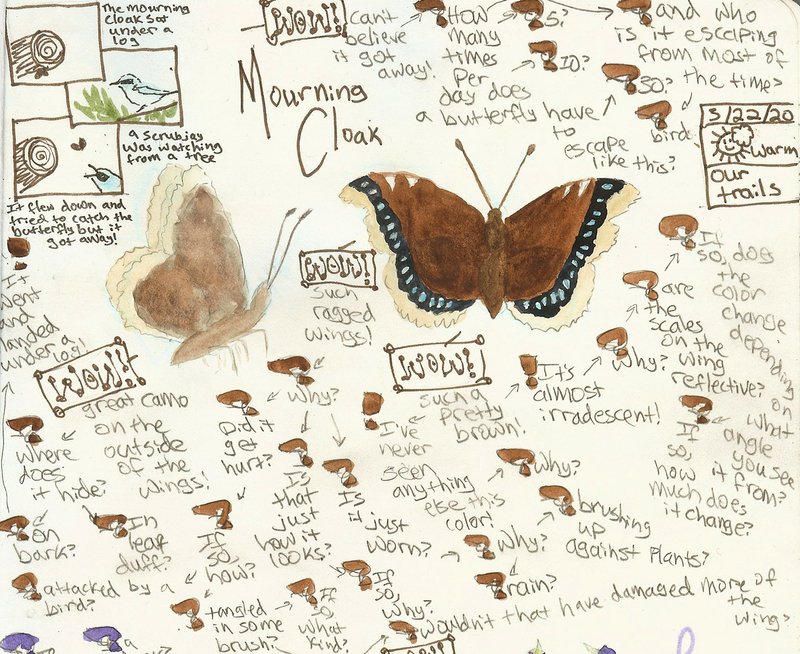 Free Download! Your Quick Start Guide to Nature Journaling — Wild