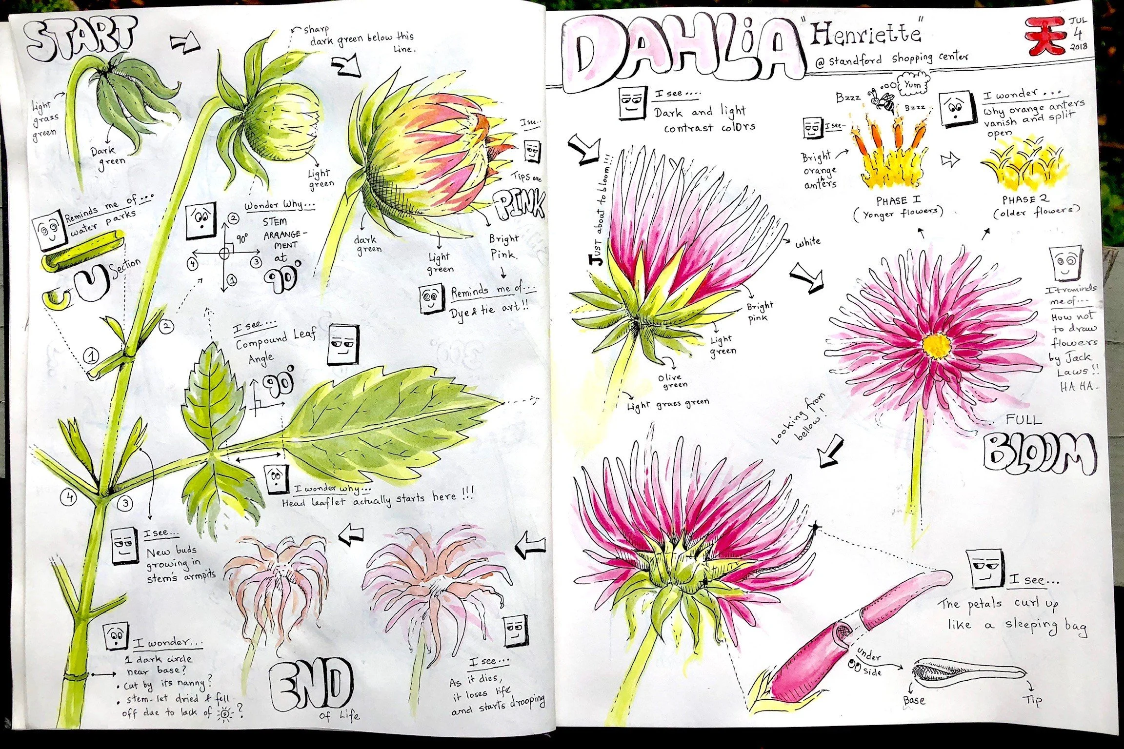 What is Nature Journaling? — Wild Wonder Foundation