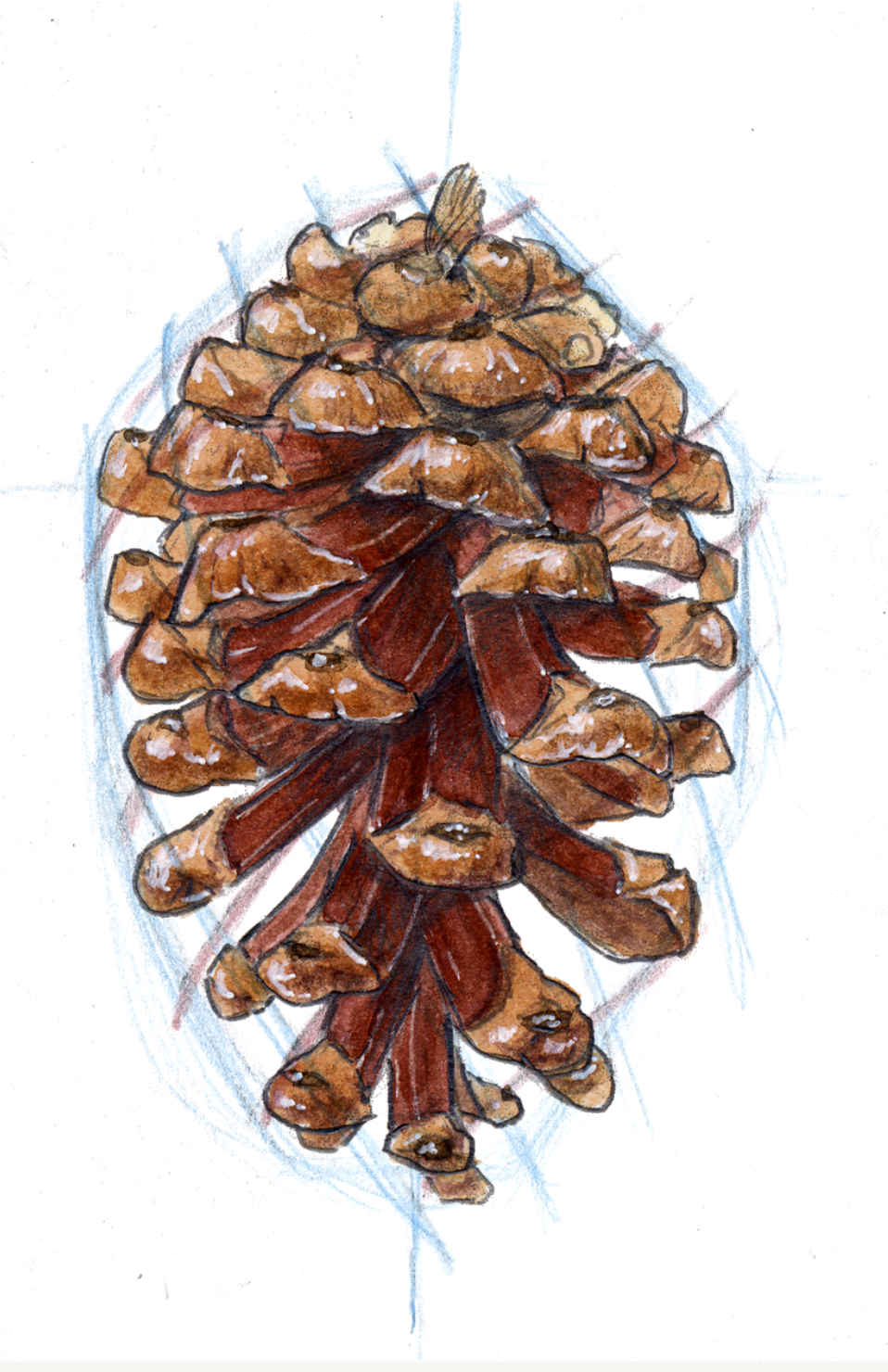 JML-Pinecone.png