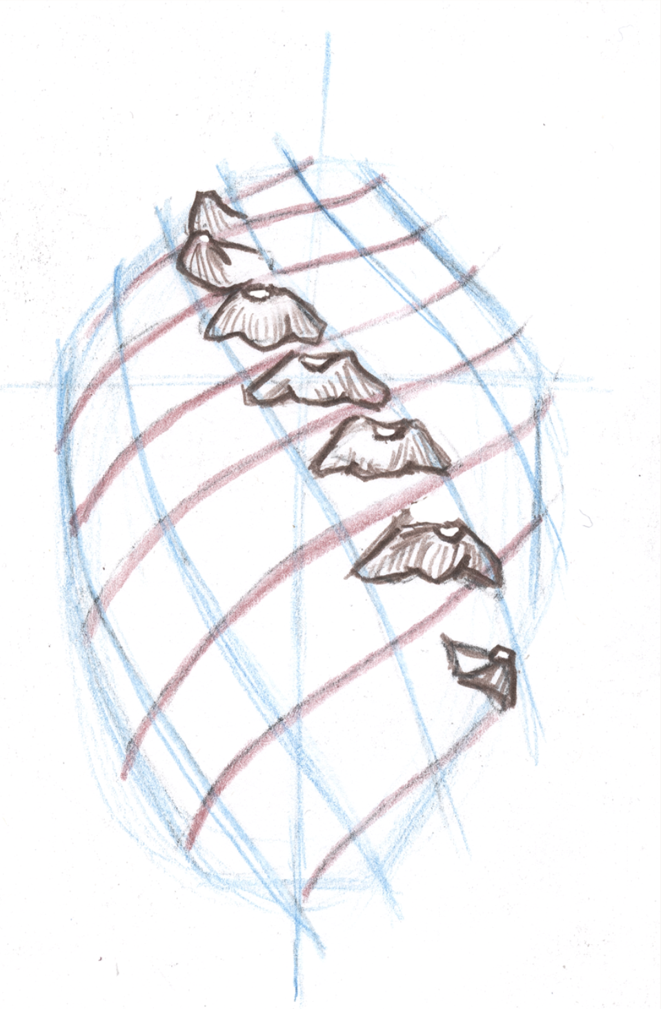 pinecone-sketch-2-JML.png