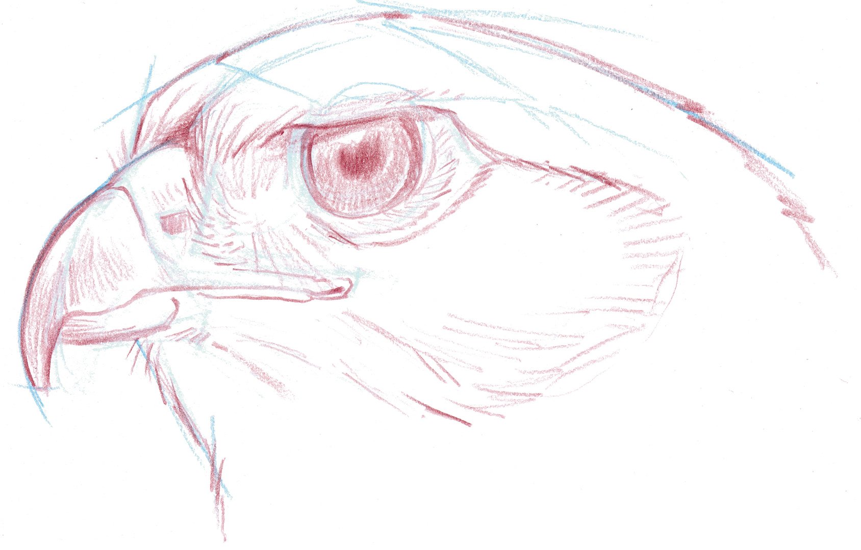 RTHA-head-shape.jpg