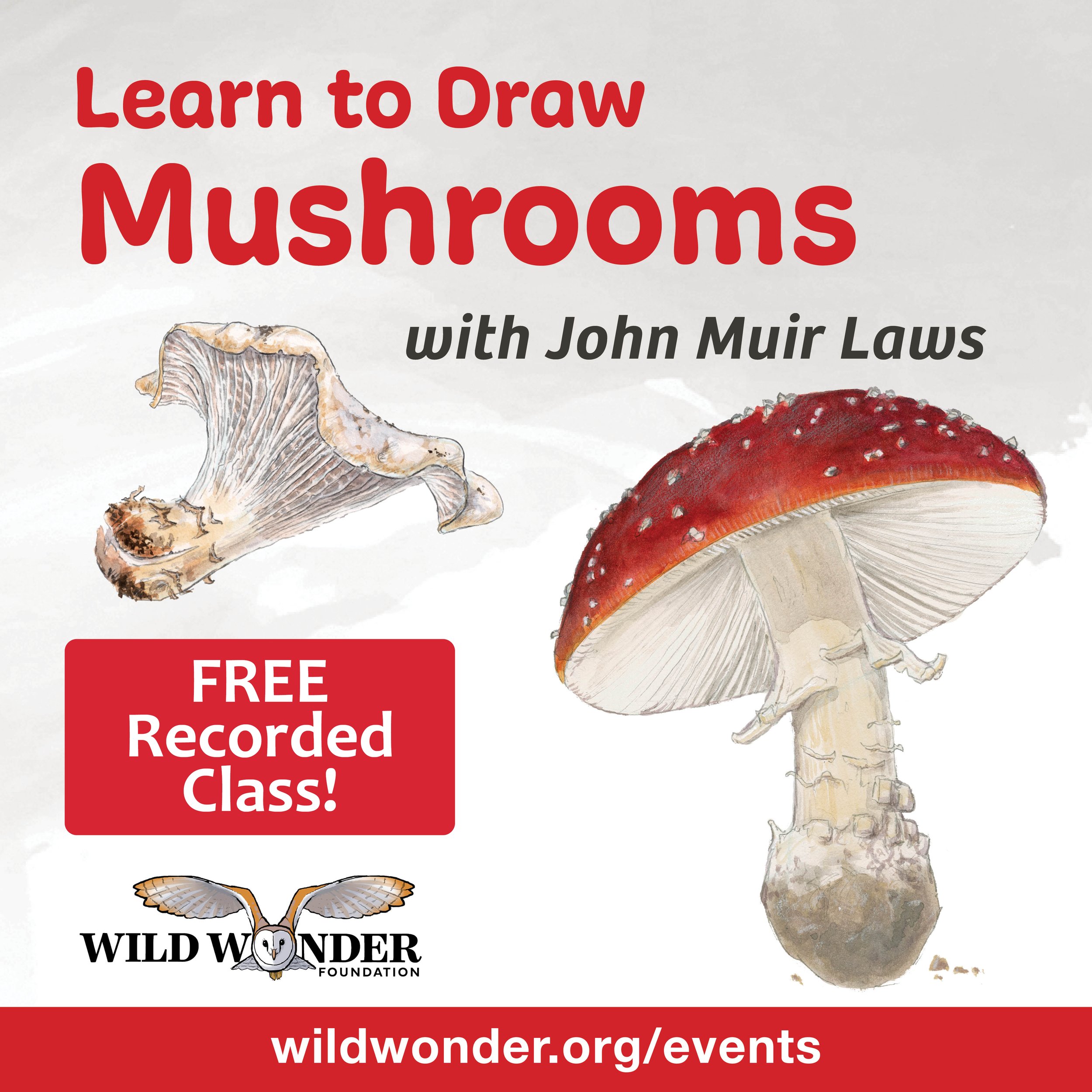 Mushrooms-recorded.jpg