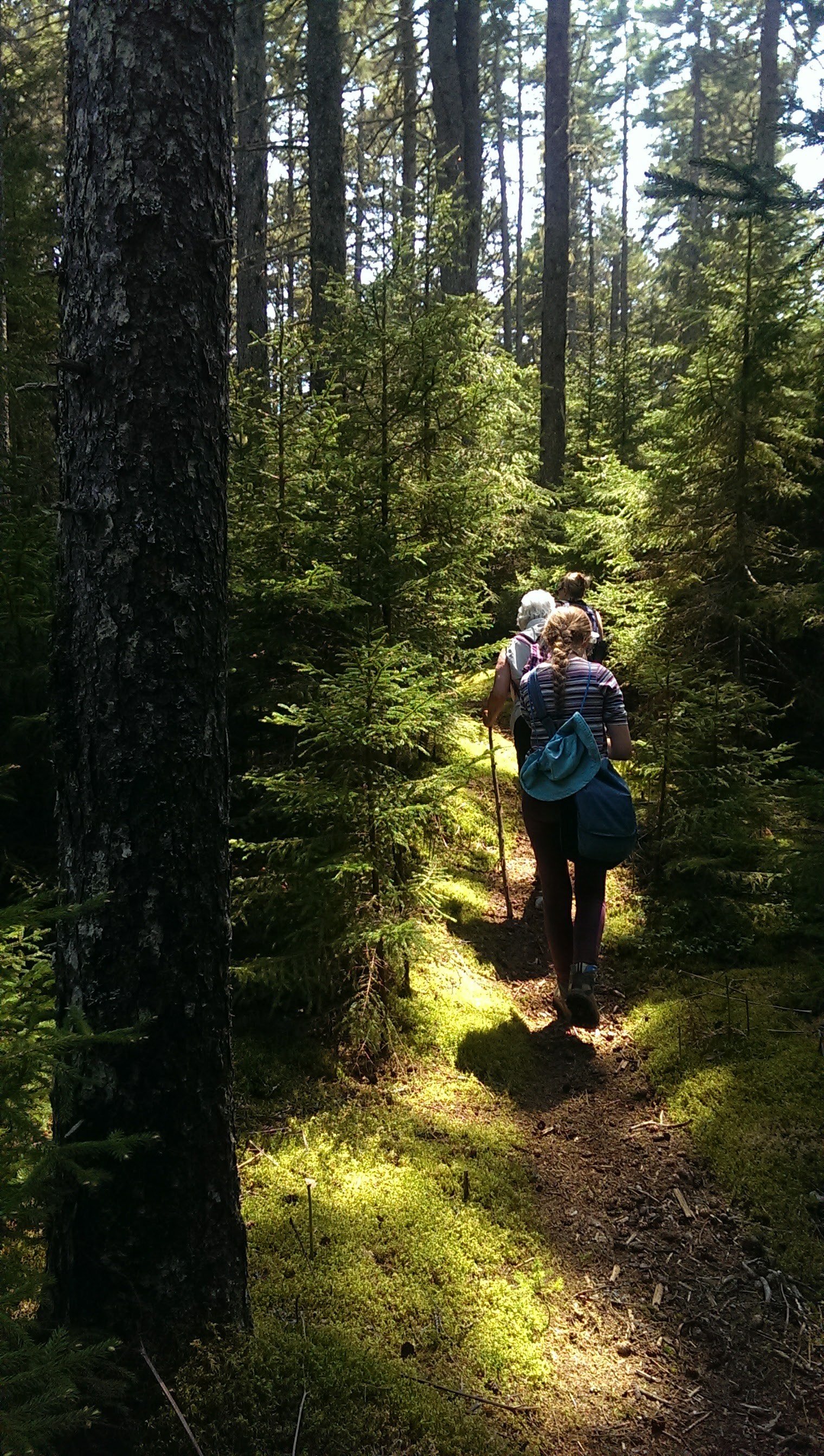 hogisland_hikingtrail.jpeg