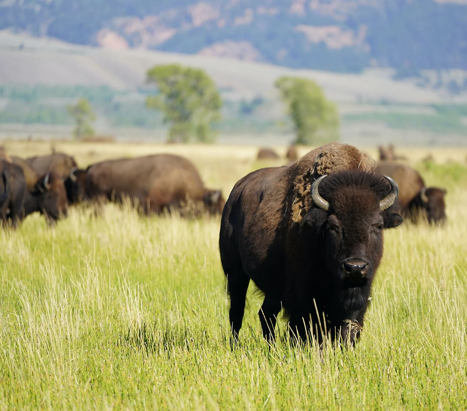 New Buffalo Education Circle