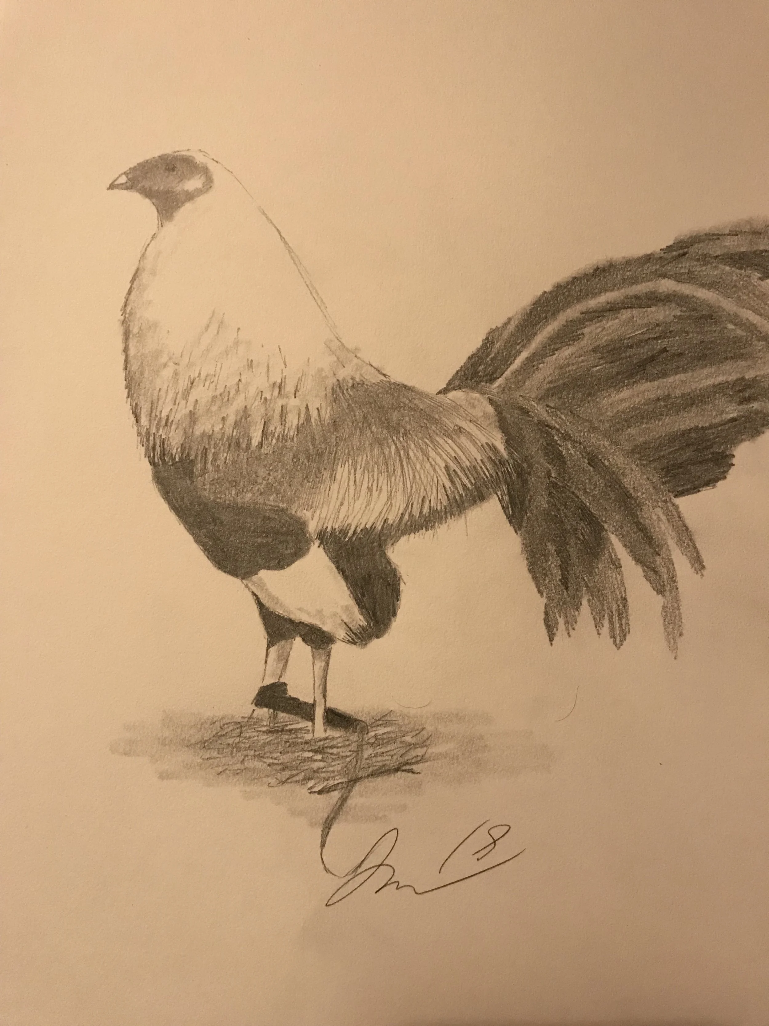 "Morning Rooster" - Pencil Illustration