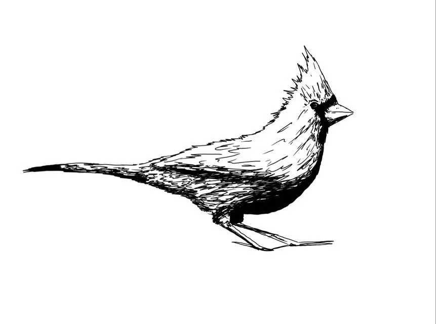 "Cardinal Bird/Outline" - Digital Piece