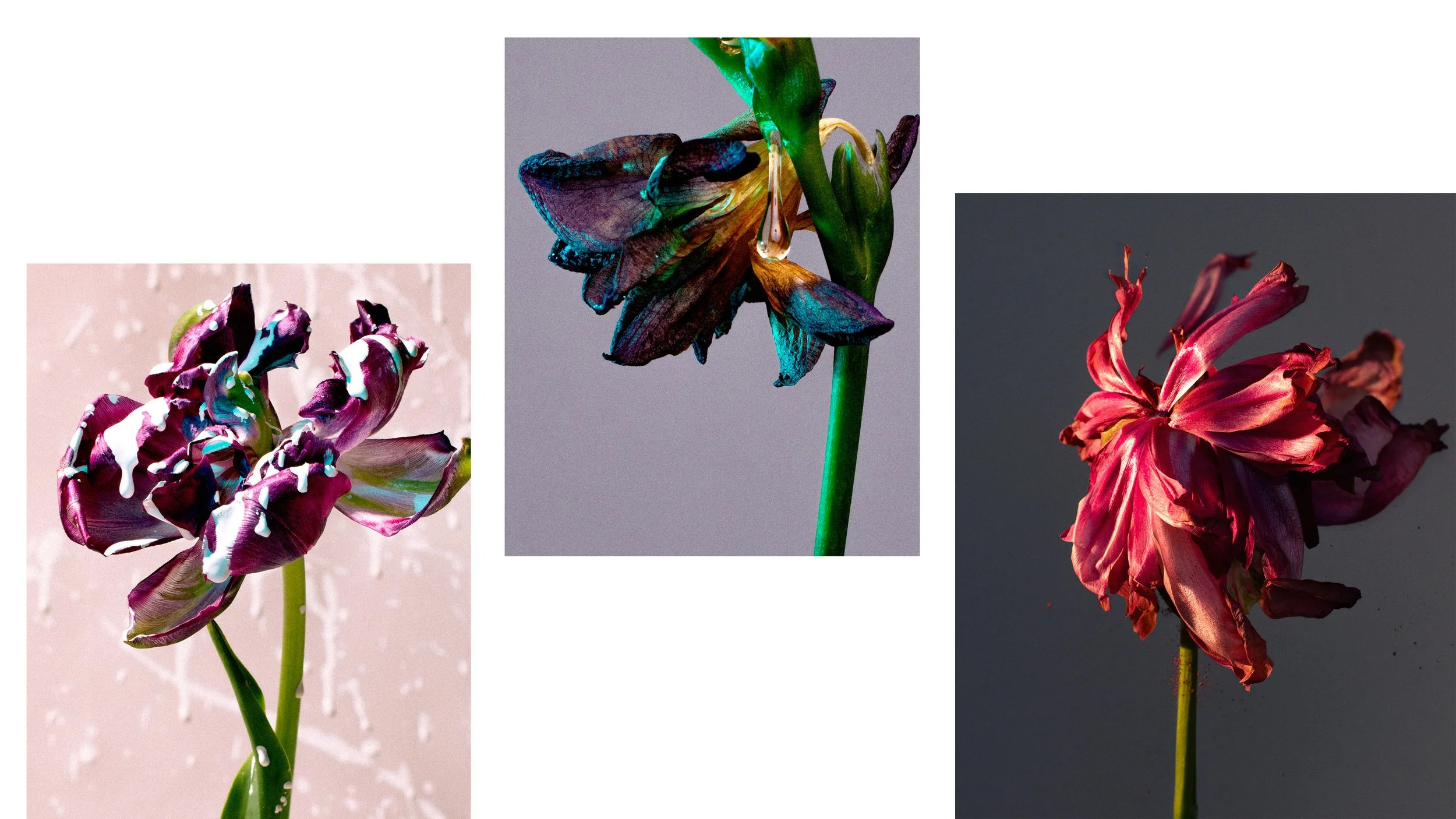 headerflowers.jpg