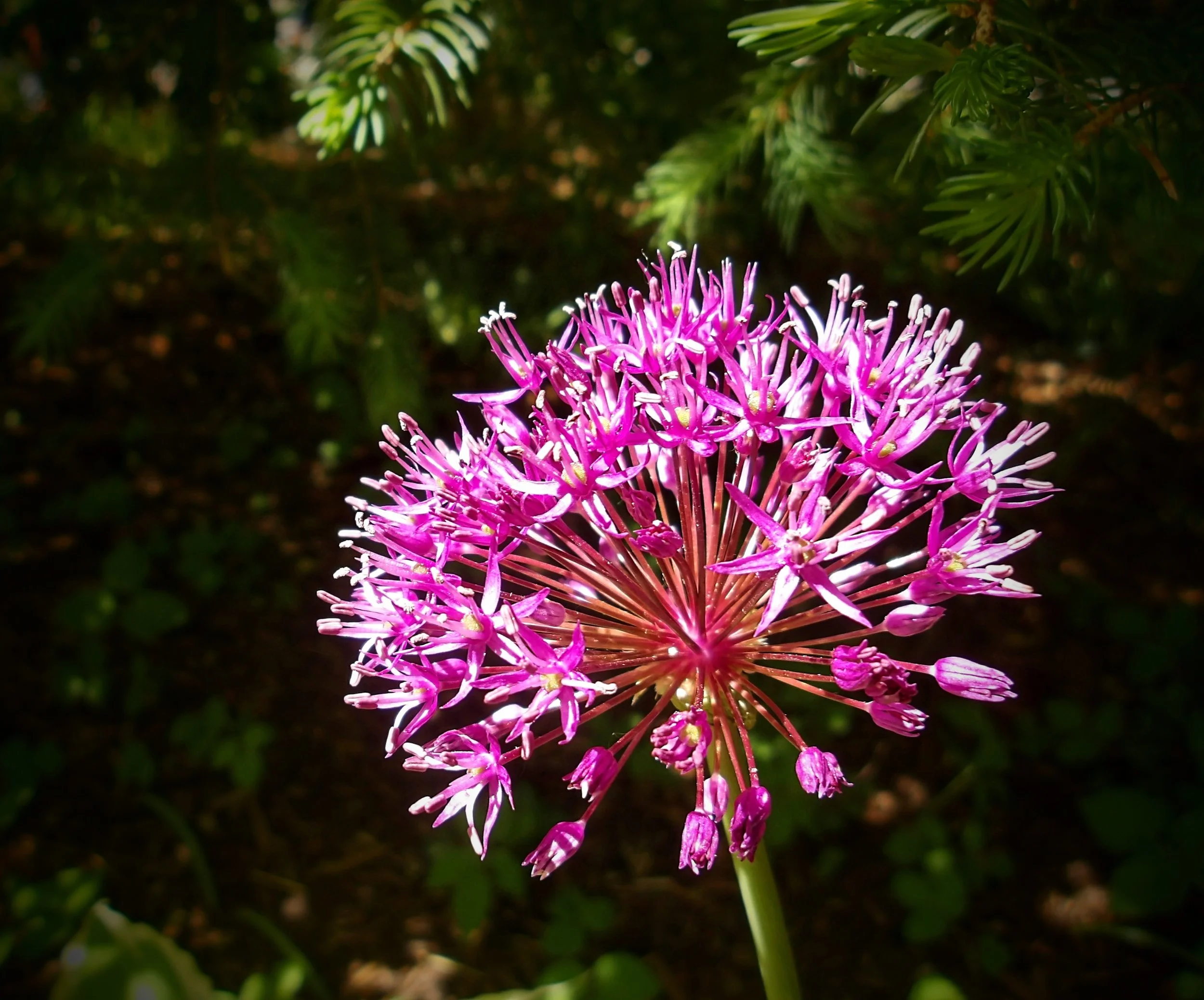 Kendra C. - St. Michael CS