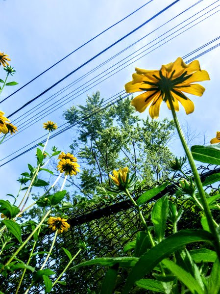 Sarah Q. - King's Road PS