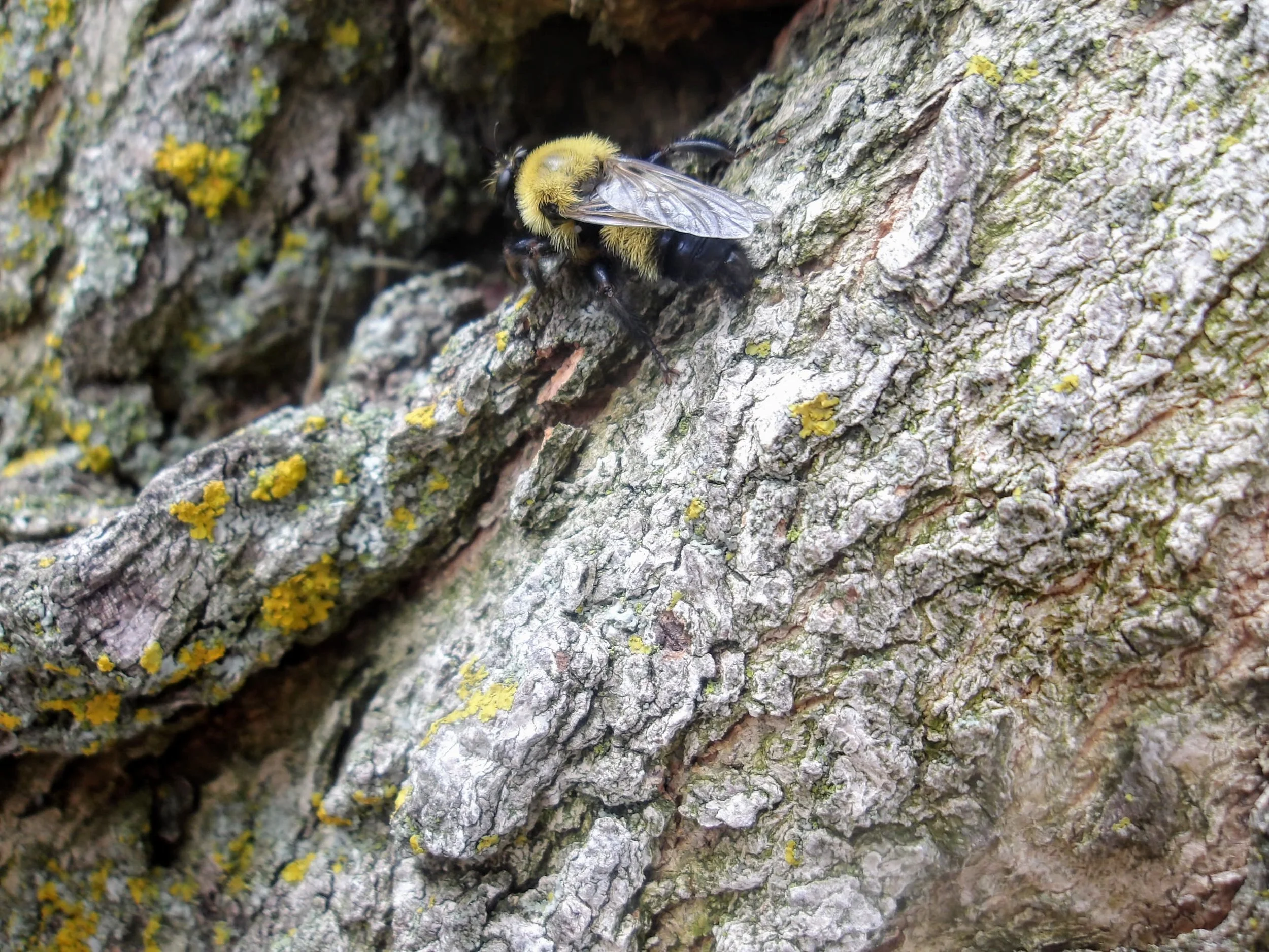 Natalie D. - St. Mary Catholic Elementary School