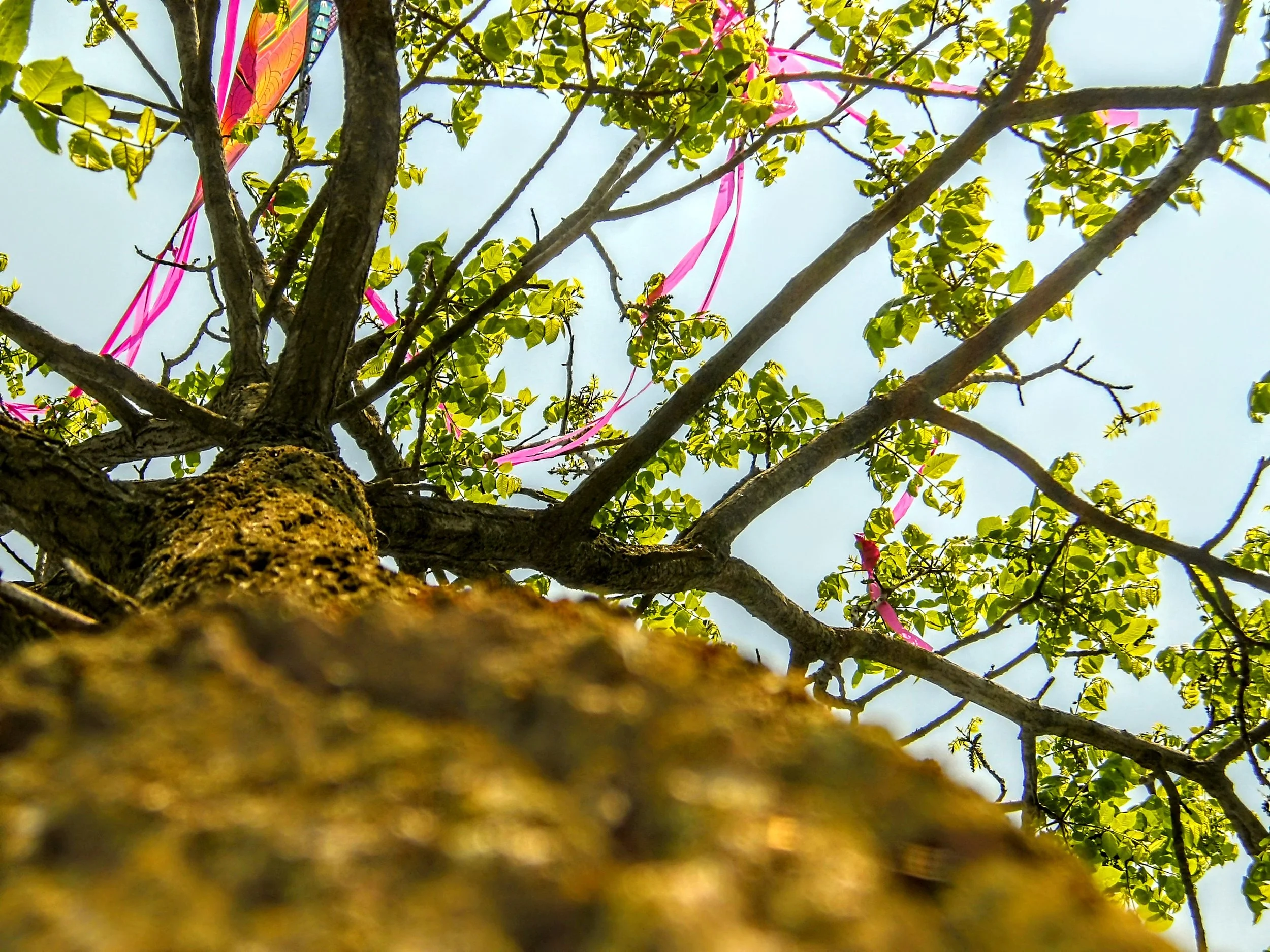 Keton H. - St. Joseph French Immersion Catholic