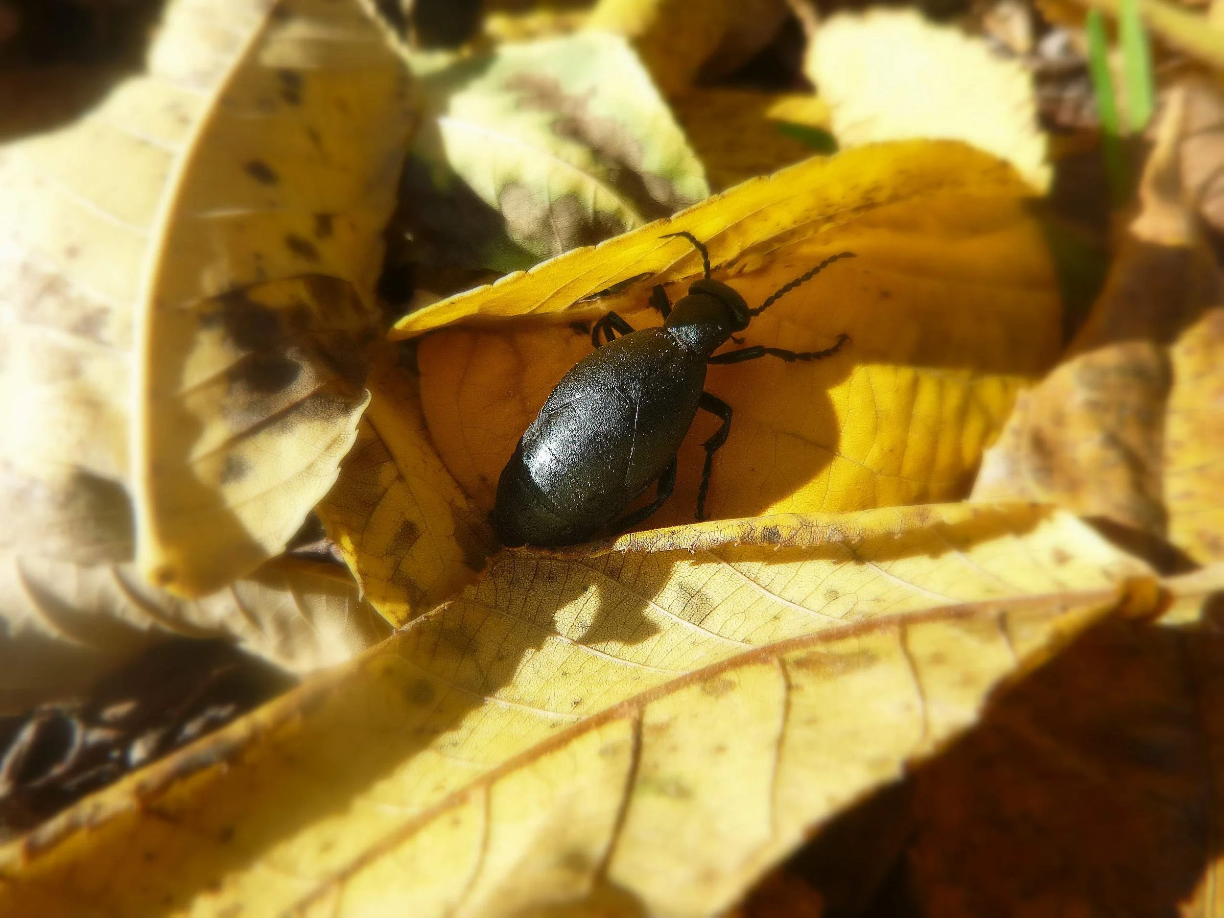 Charlotte H. - Clanmore Montessori School