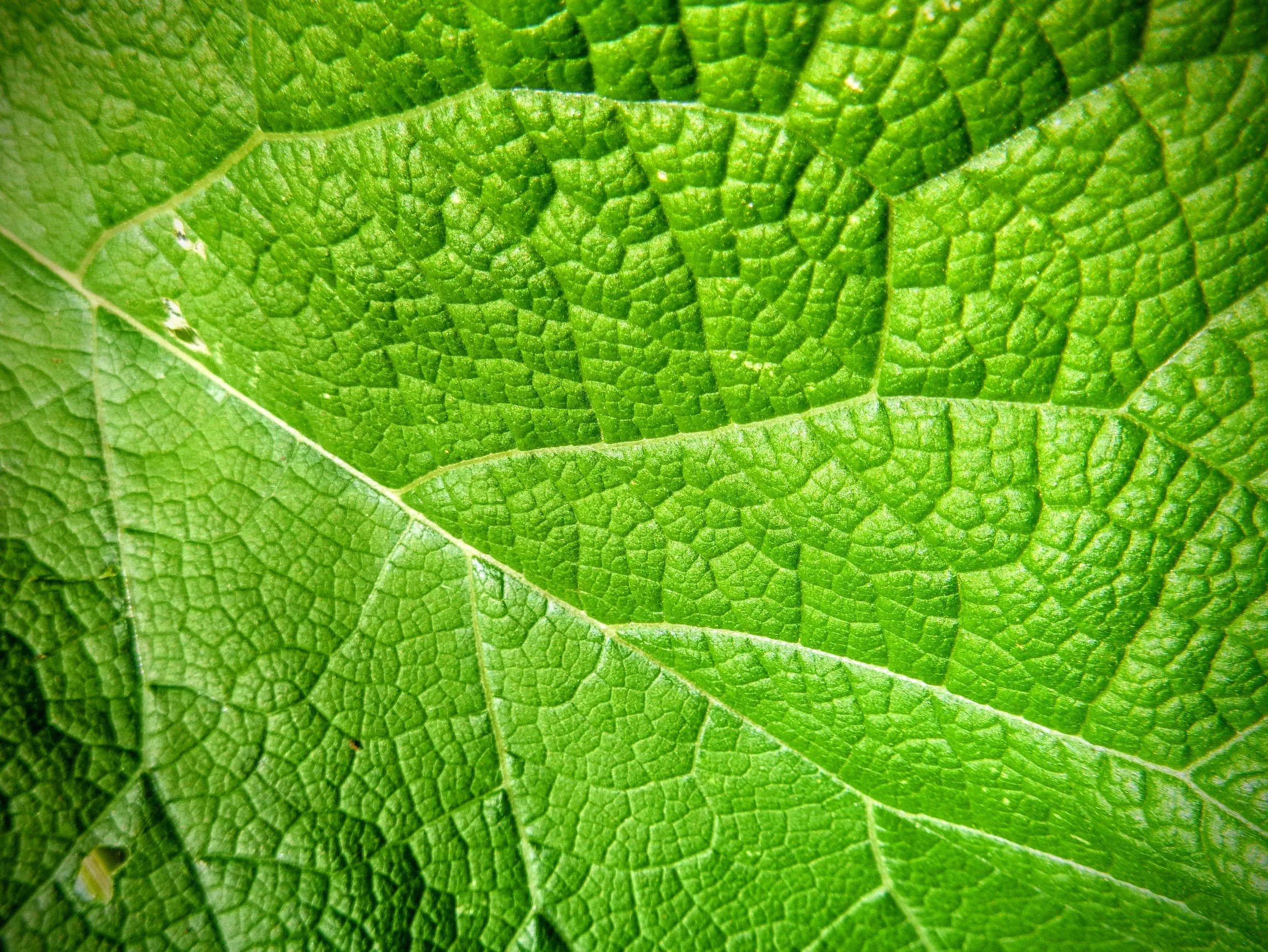 Yana M. - Frontenac PS