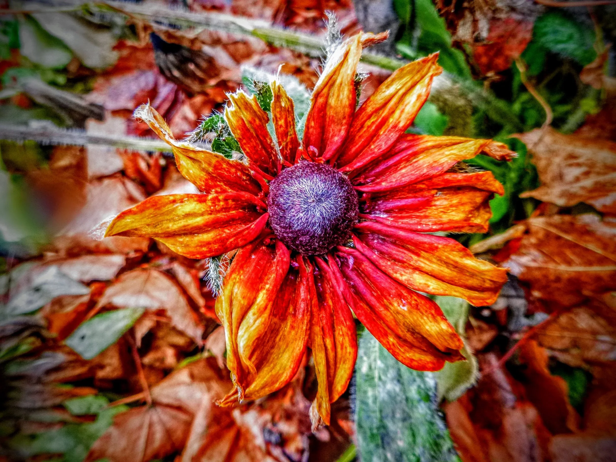 Quinne L. - Monsignor Doyle CSS