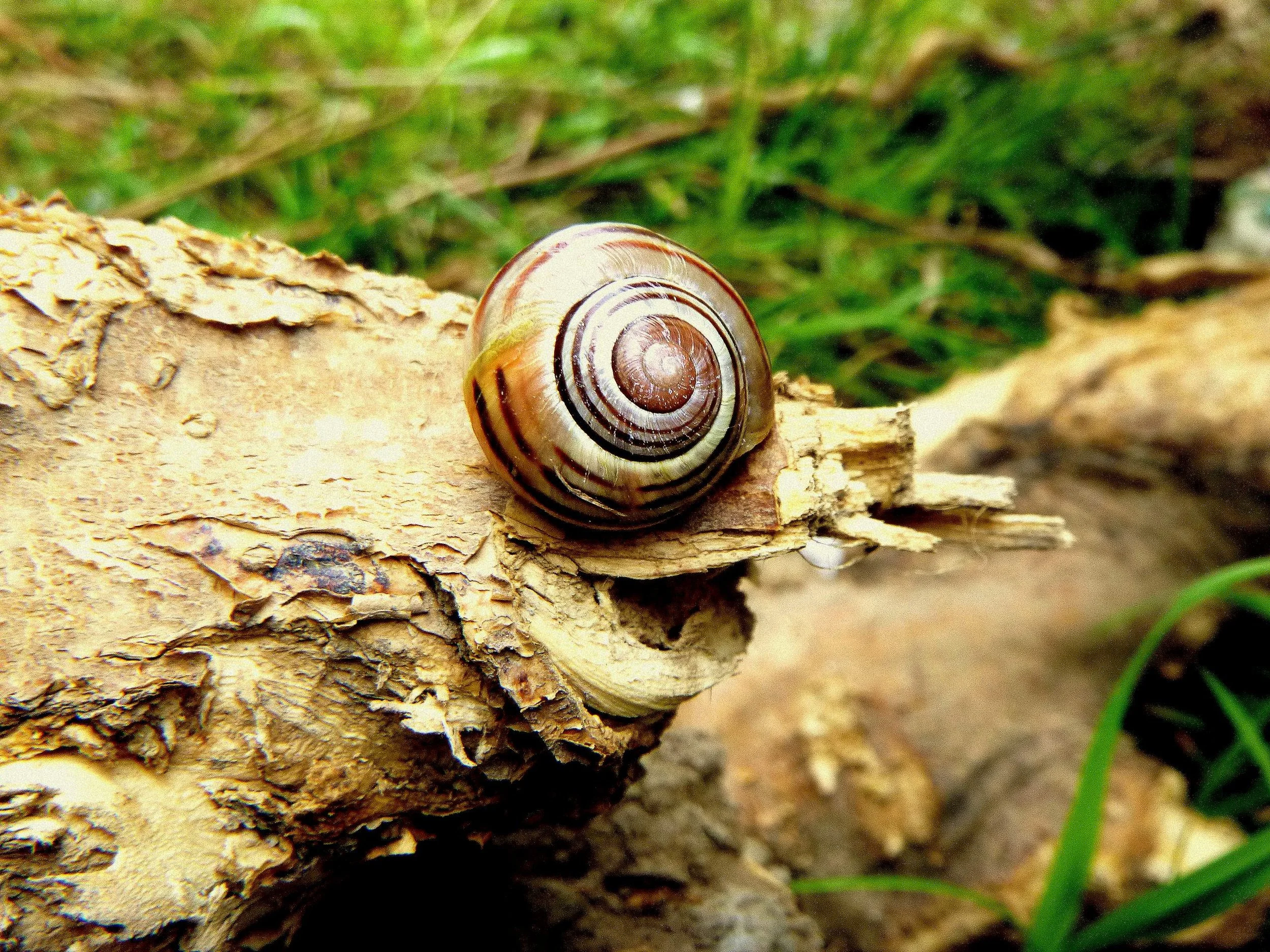 Bailey L. - Lisgar Elementary School