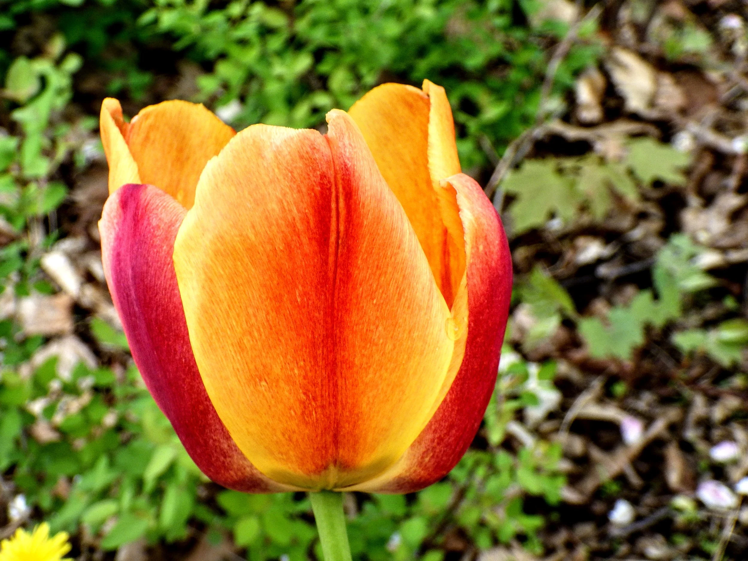 Anya B. - Lexington PS