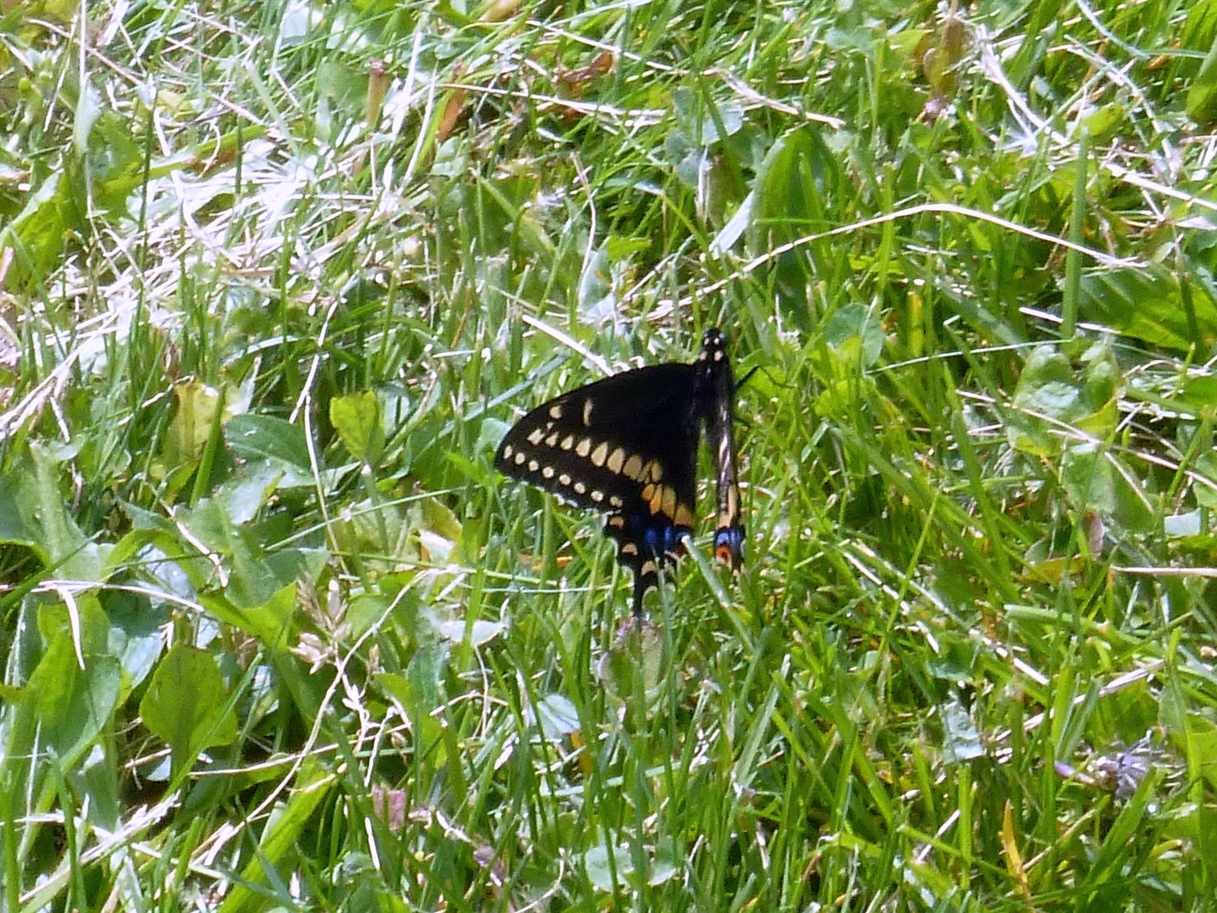 Aarush S. - Lisgar Elementary School