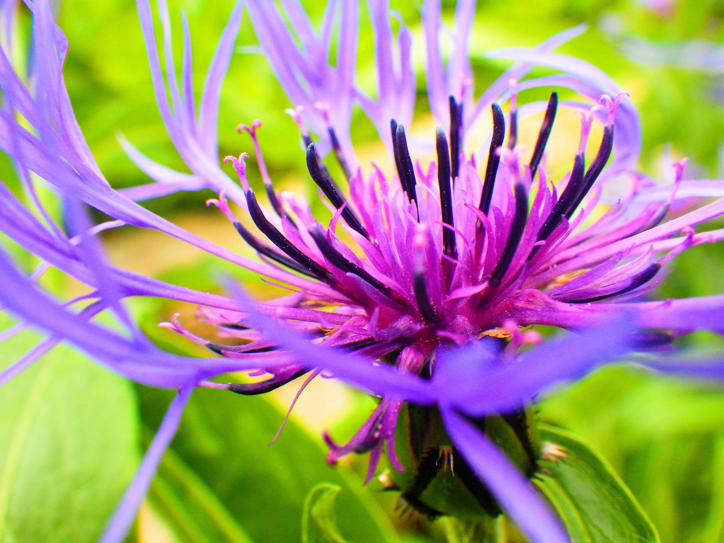 Elisabeth G. - Erin PS