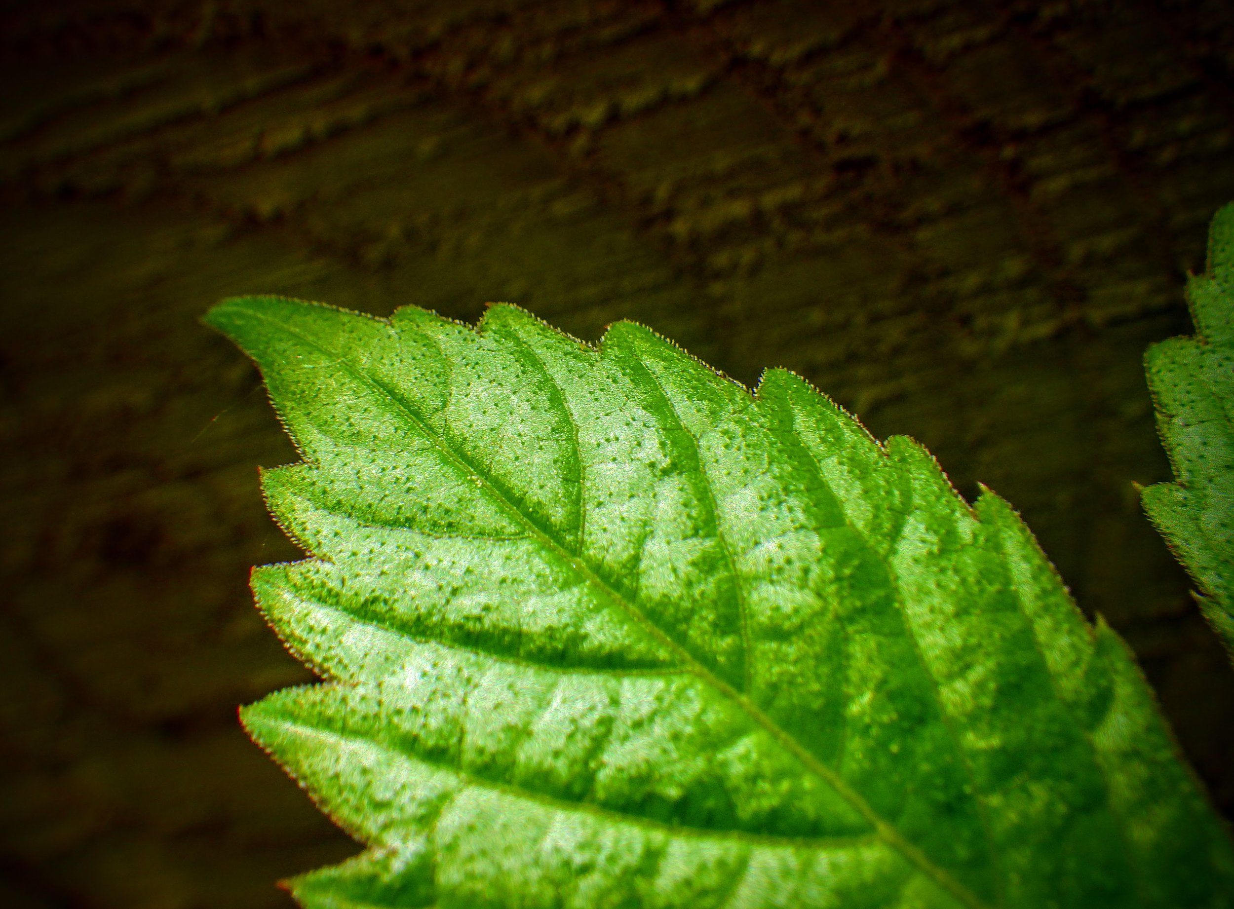 Xandre S. - Lexington PS